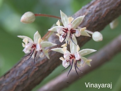 Chocolate flowers