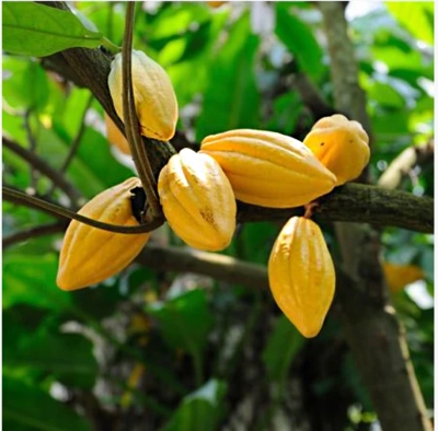 Cacao, ripe pods