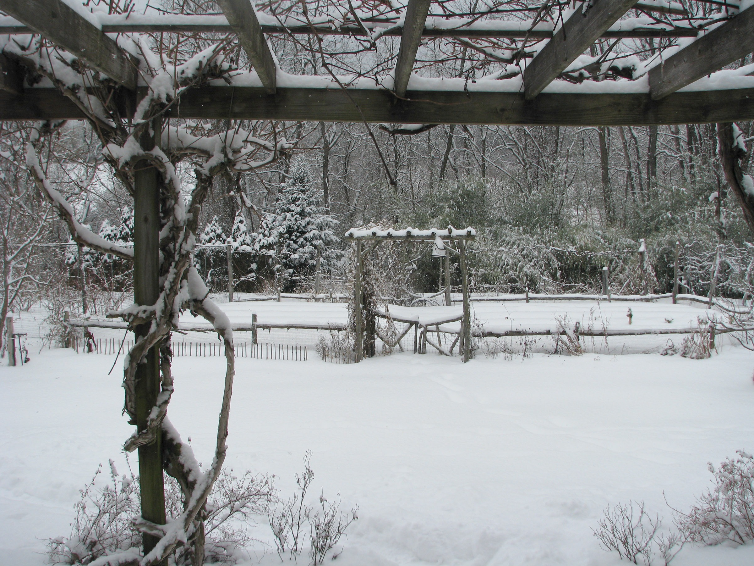 Garden under snow