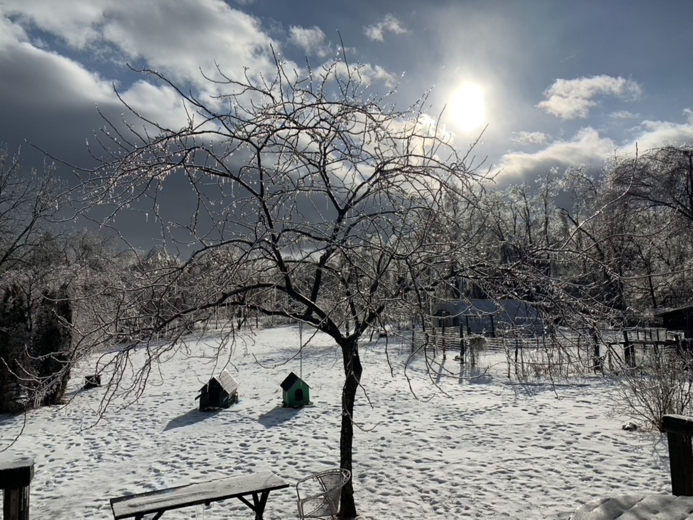 Snowy landscape