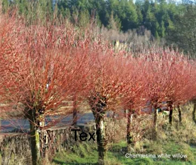 Chermesina white willow