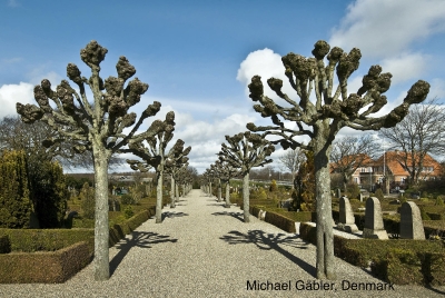 Multi-headed pollard in Denmark