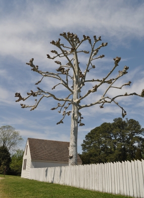 Multi-headed sycamore pollard