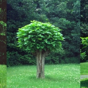 Pollarded catalpa