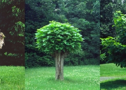 Pollarded catalpa