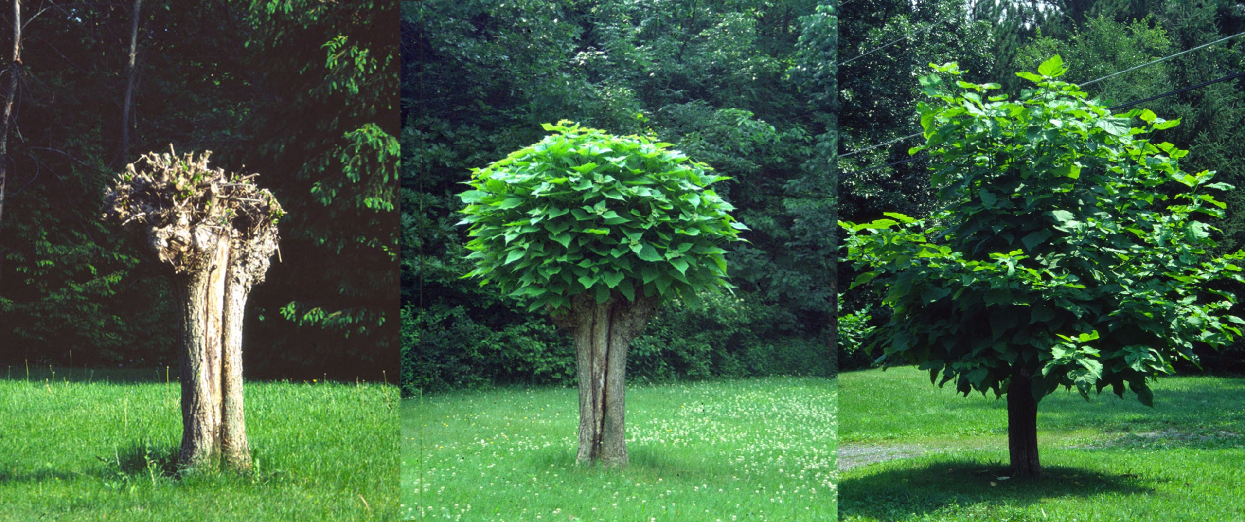 Pollarded catalpa