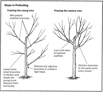 Creating multi-headed pollard