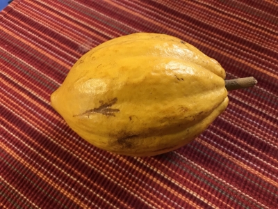 Cacao pod