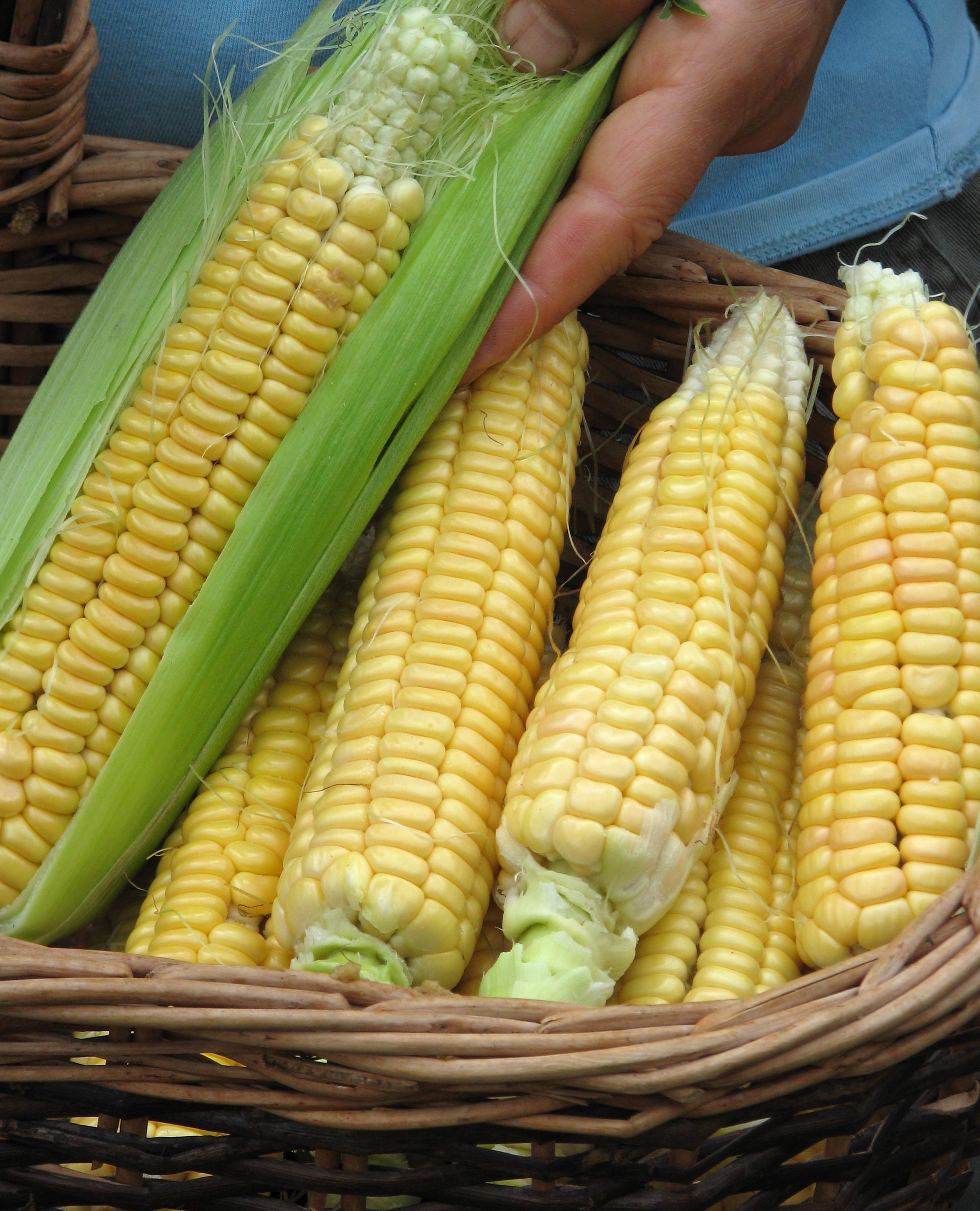 Golden Bantam corn