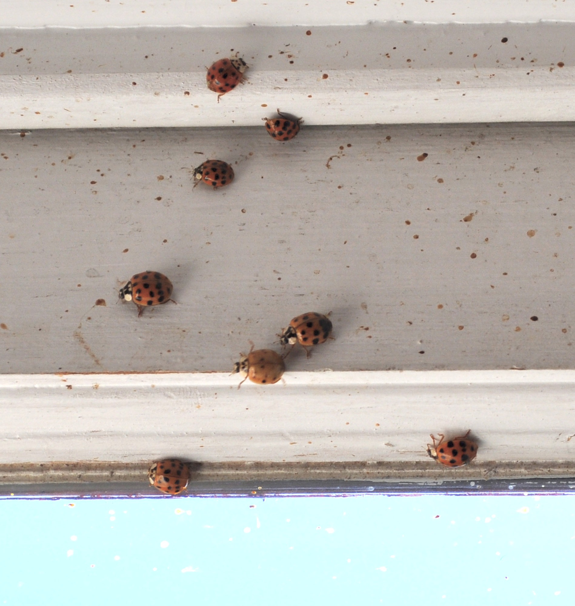 Harlequin beetles clustering on walls