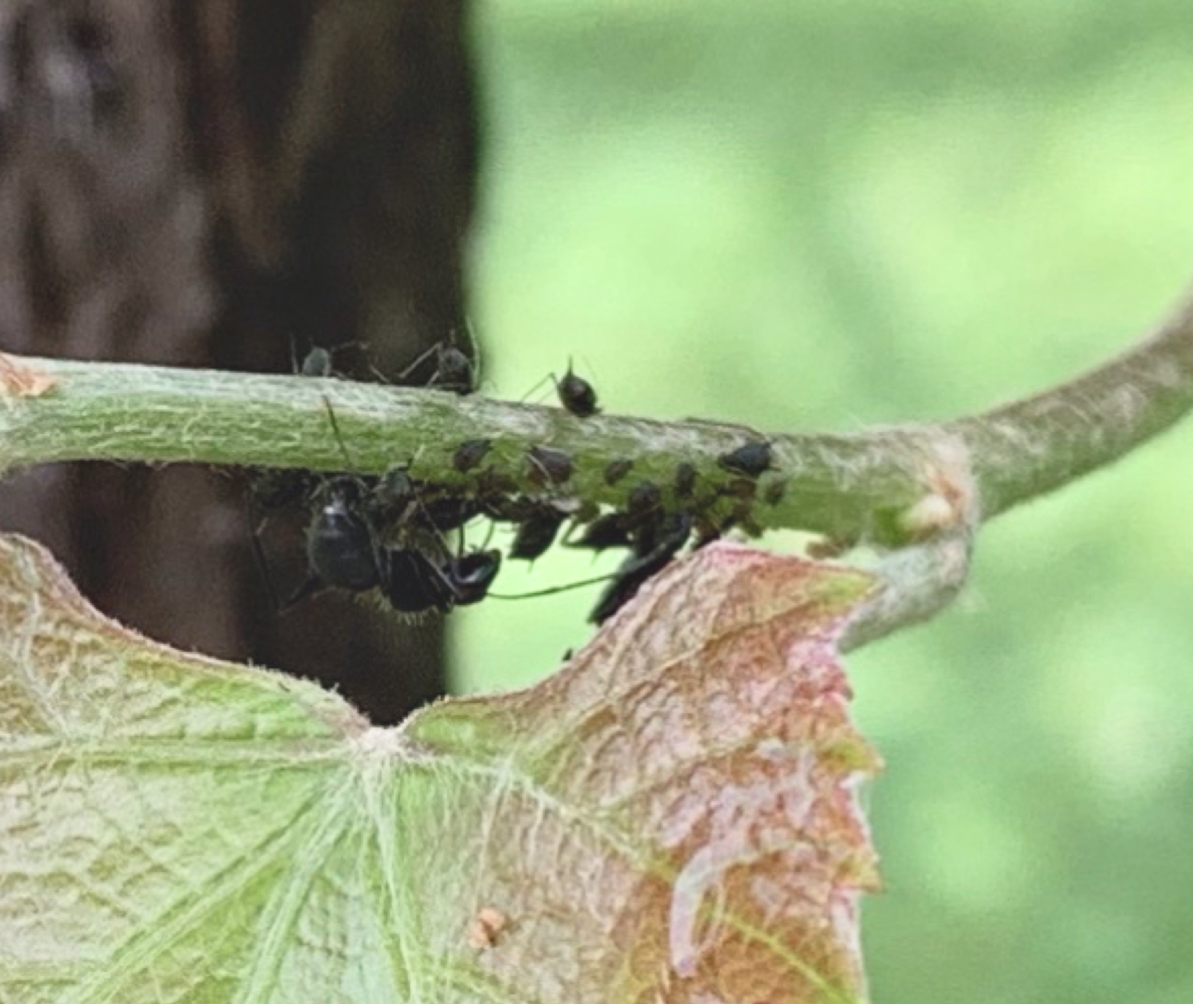 Aphids on grape stem