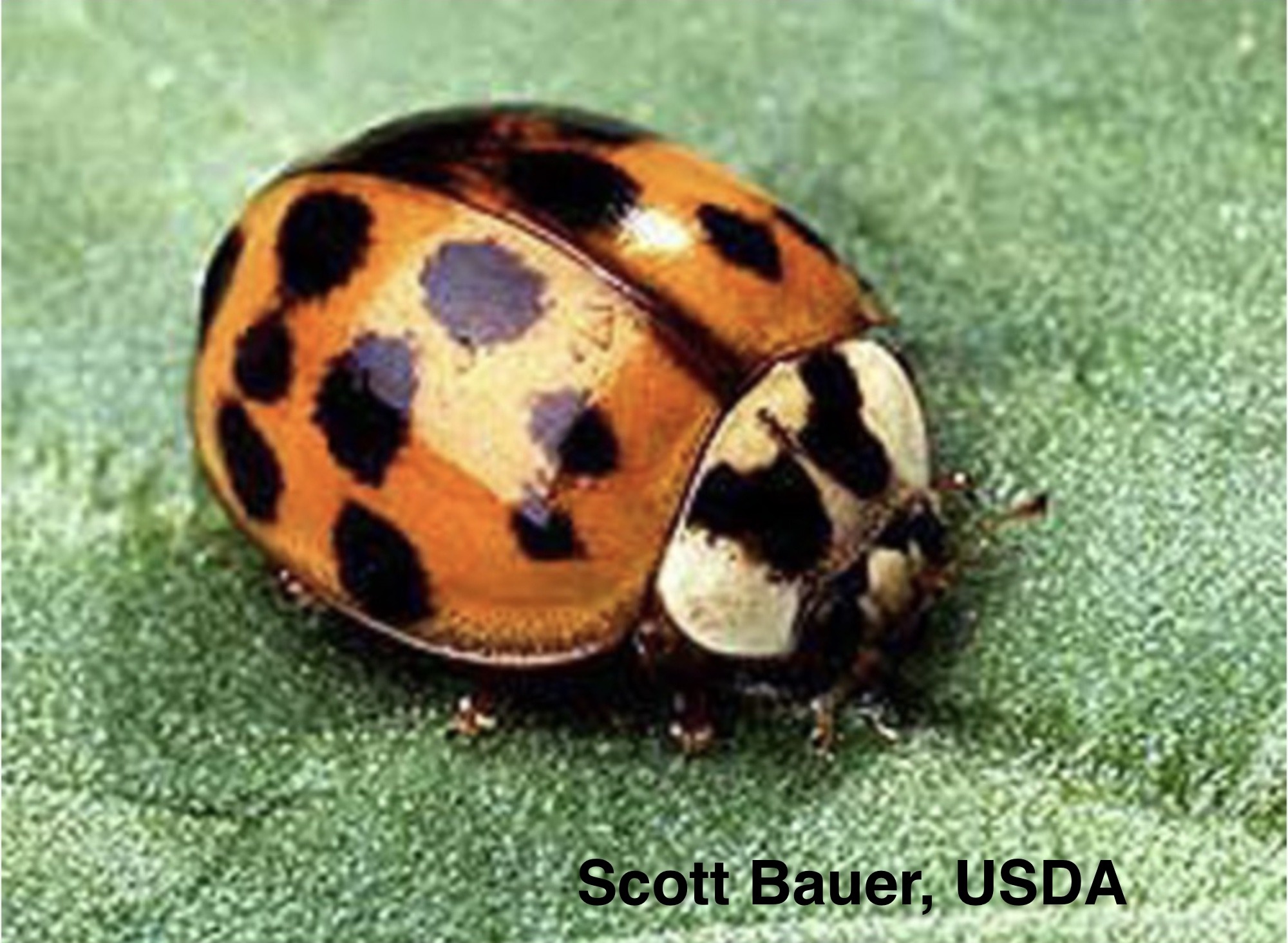 Harlequin beetle with w on head