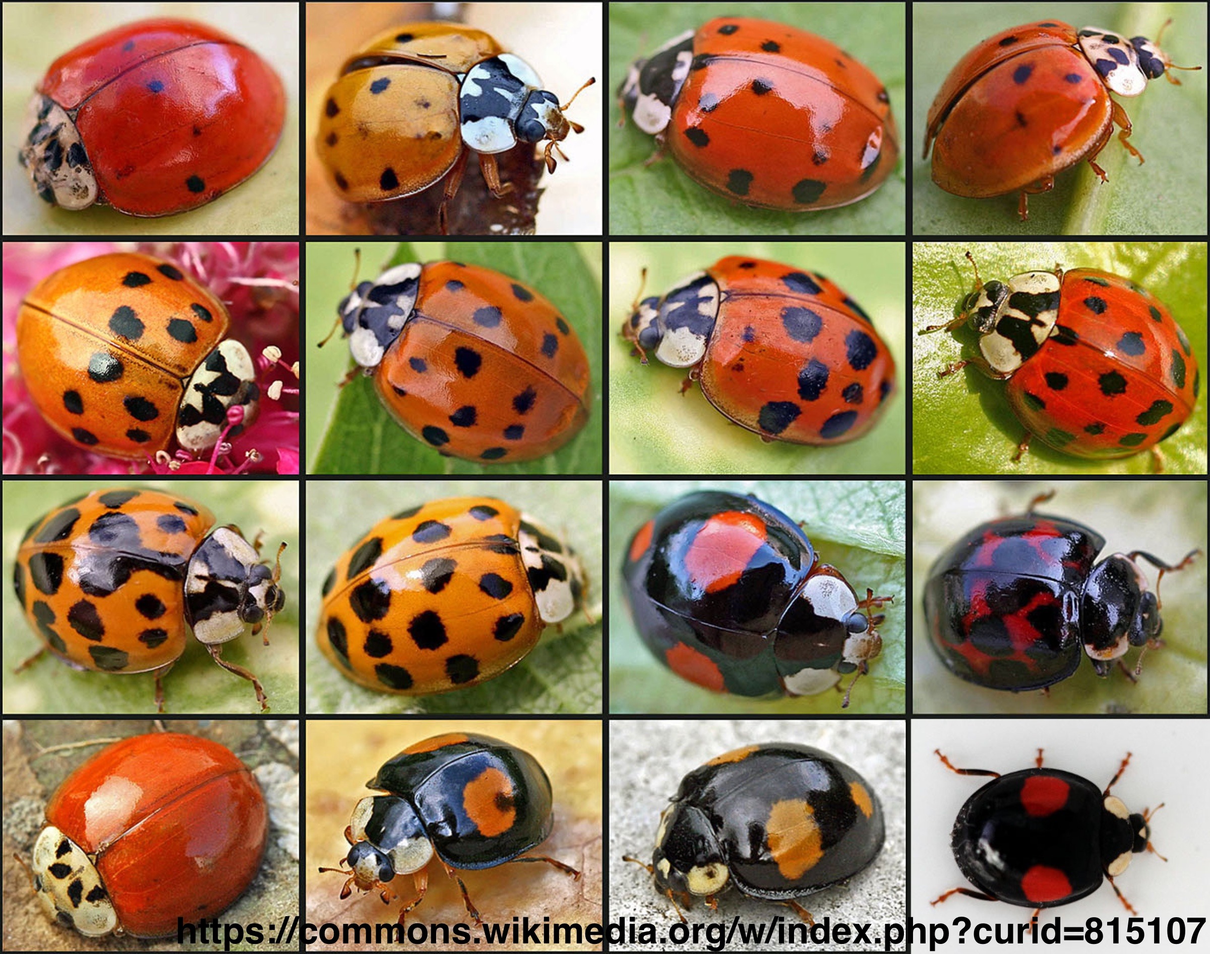 Various colored harlequin beetles