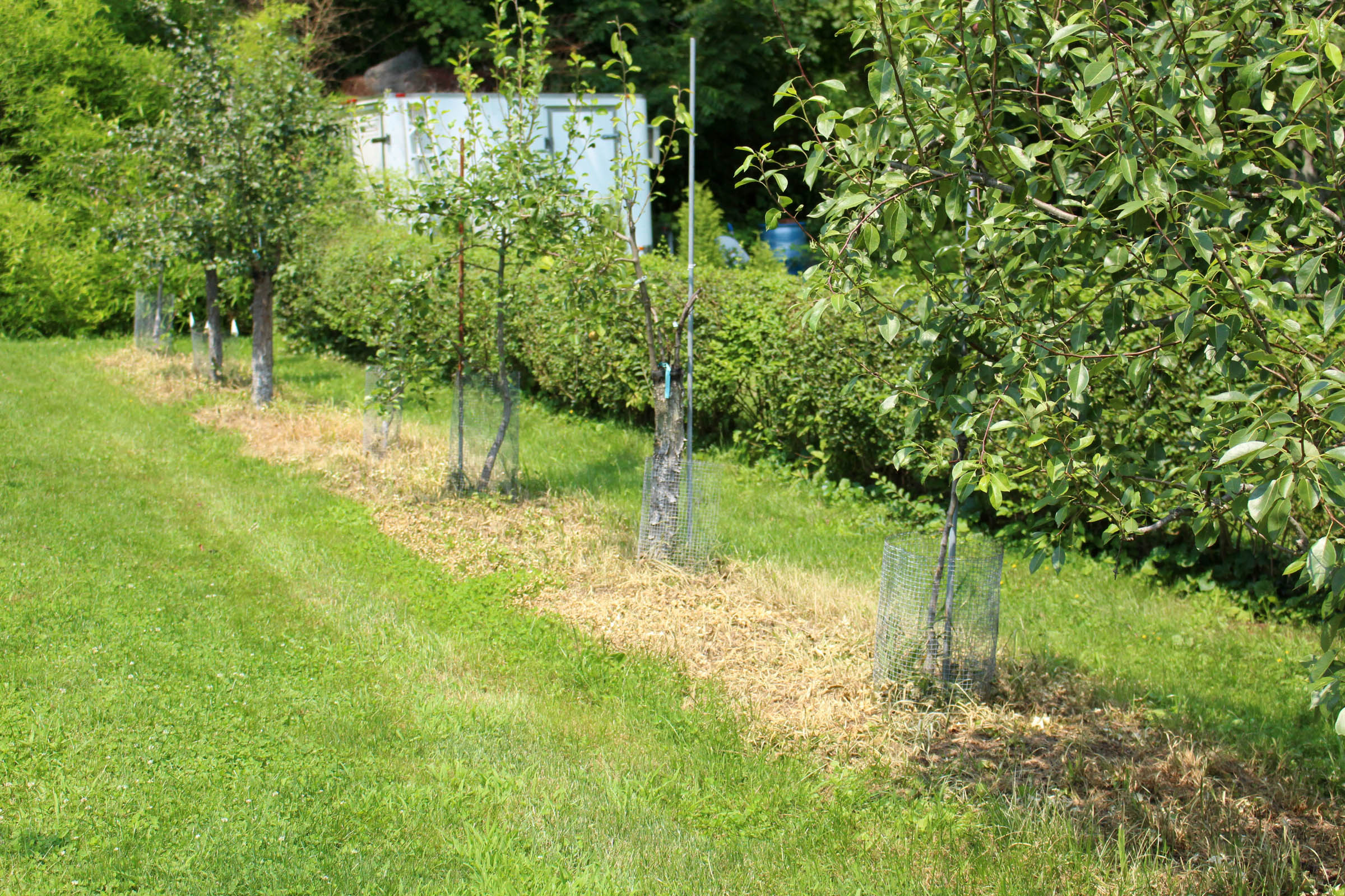 Organic weedkiller between row of pear trees