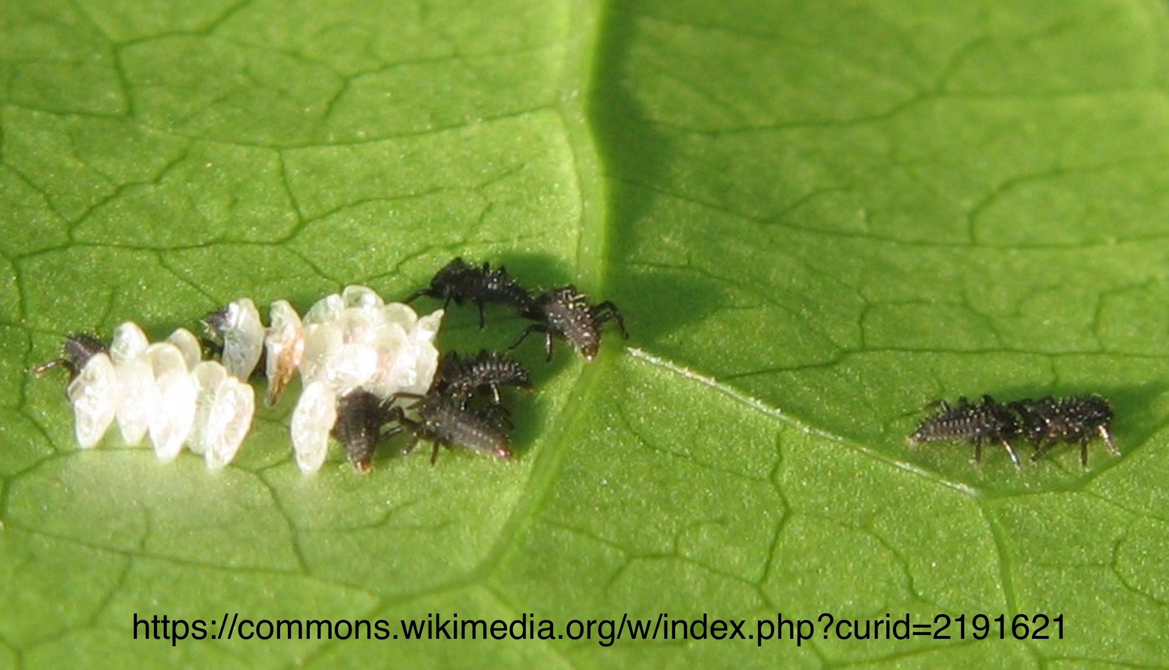 Lady beetle, eggs hatching