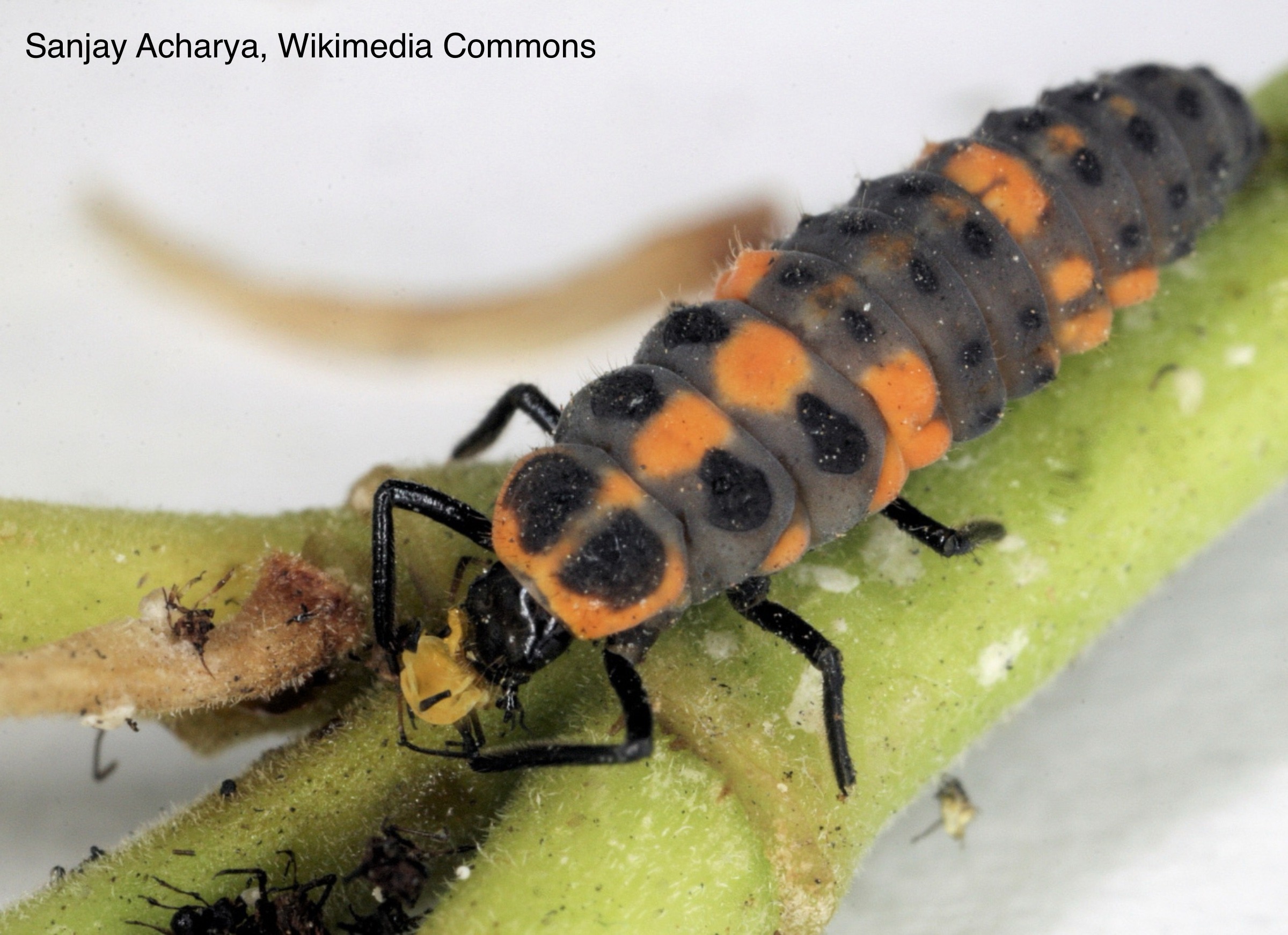 Lady beetle larva