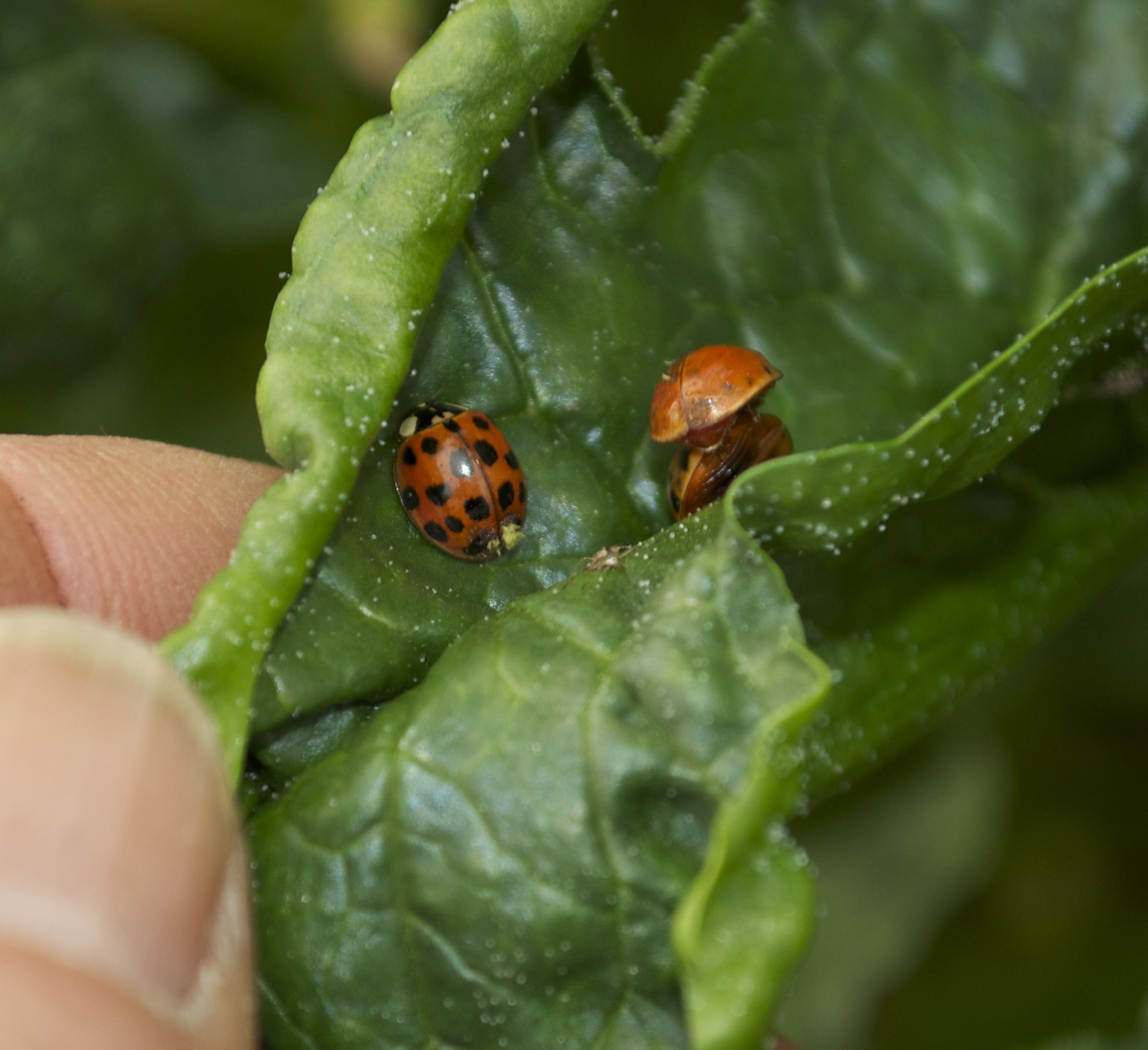 Ladybugs on leaf