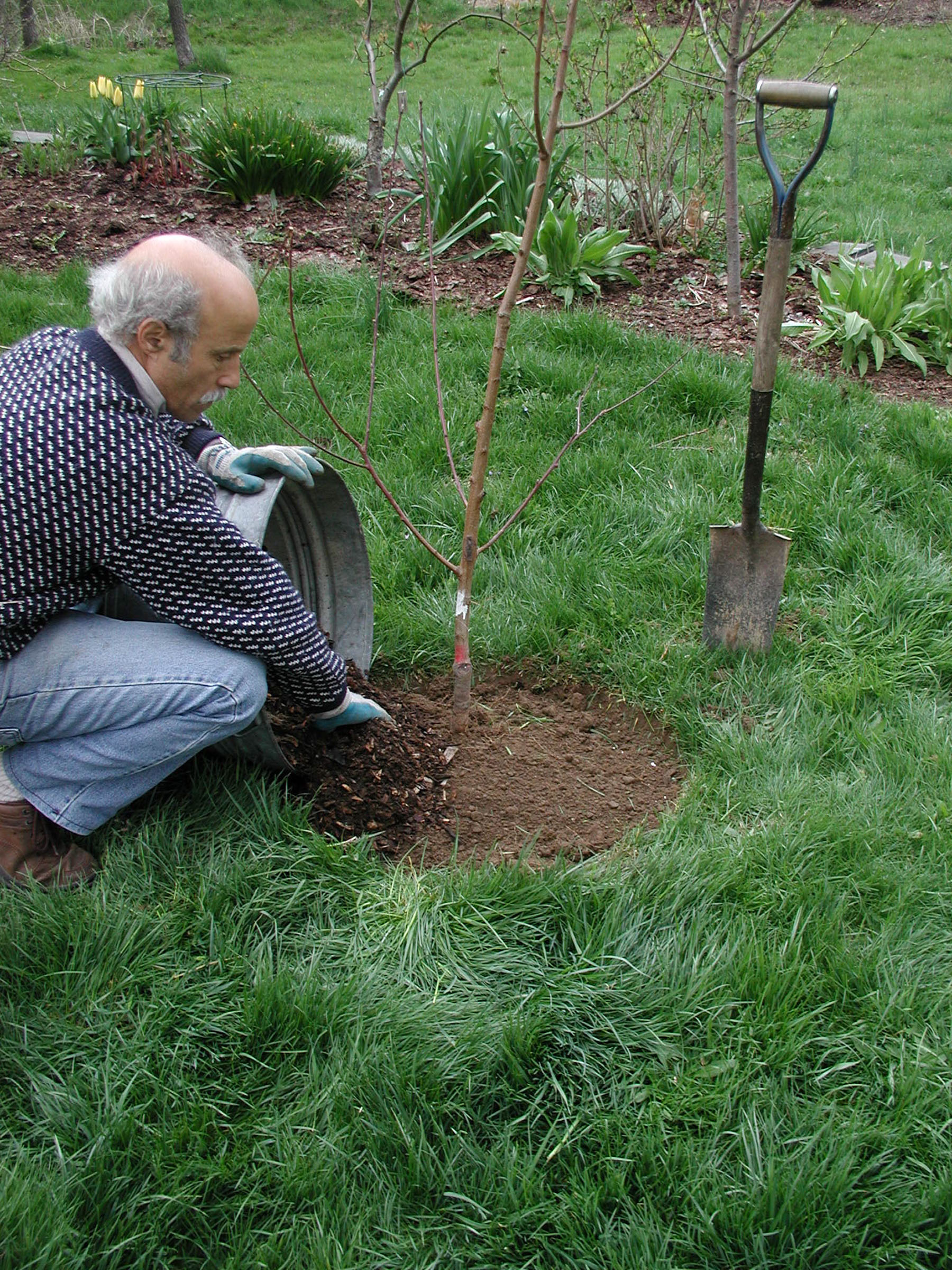 Mulching new tree