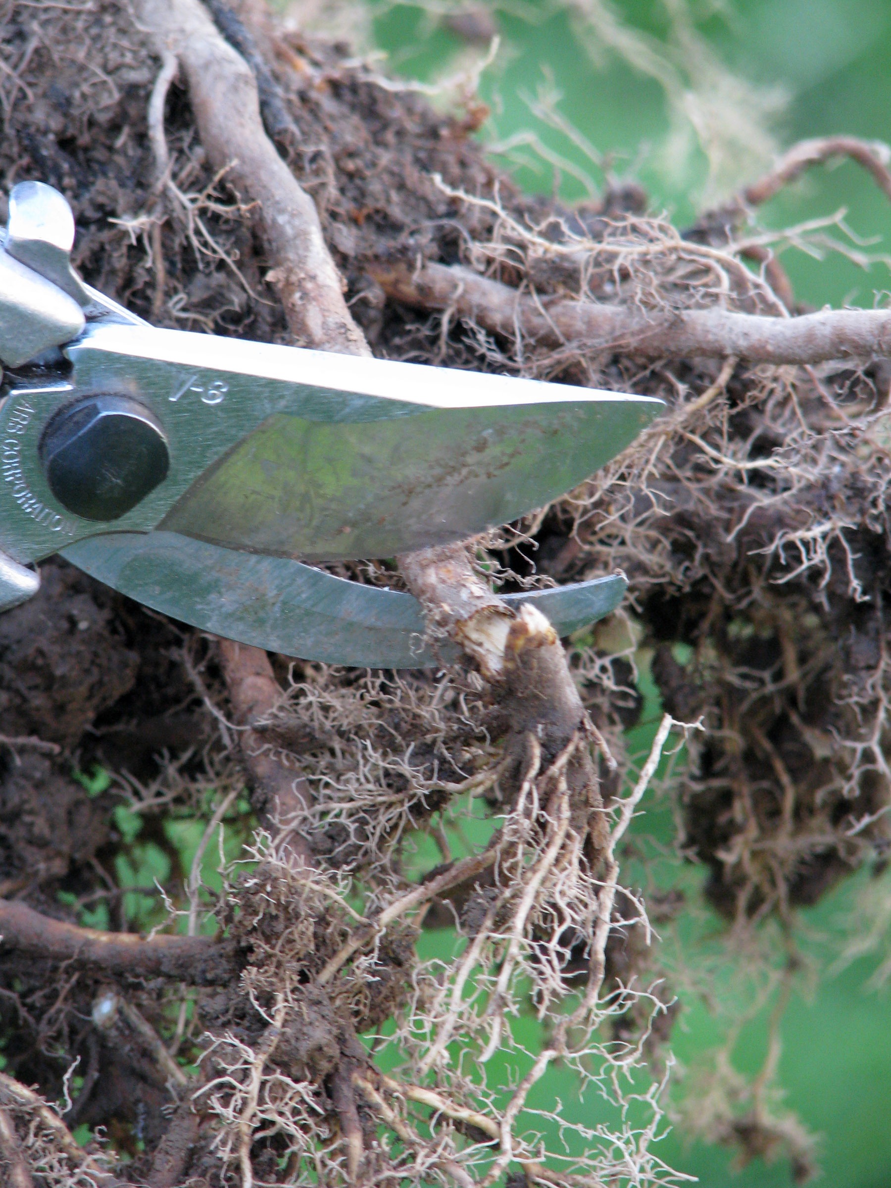 pruning broken root