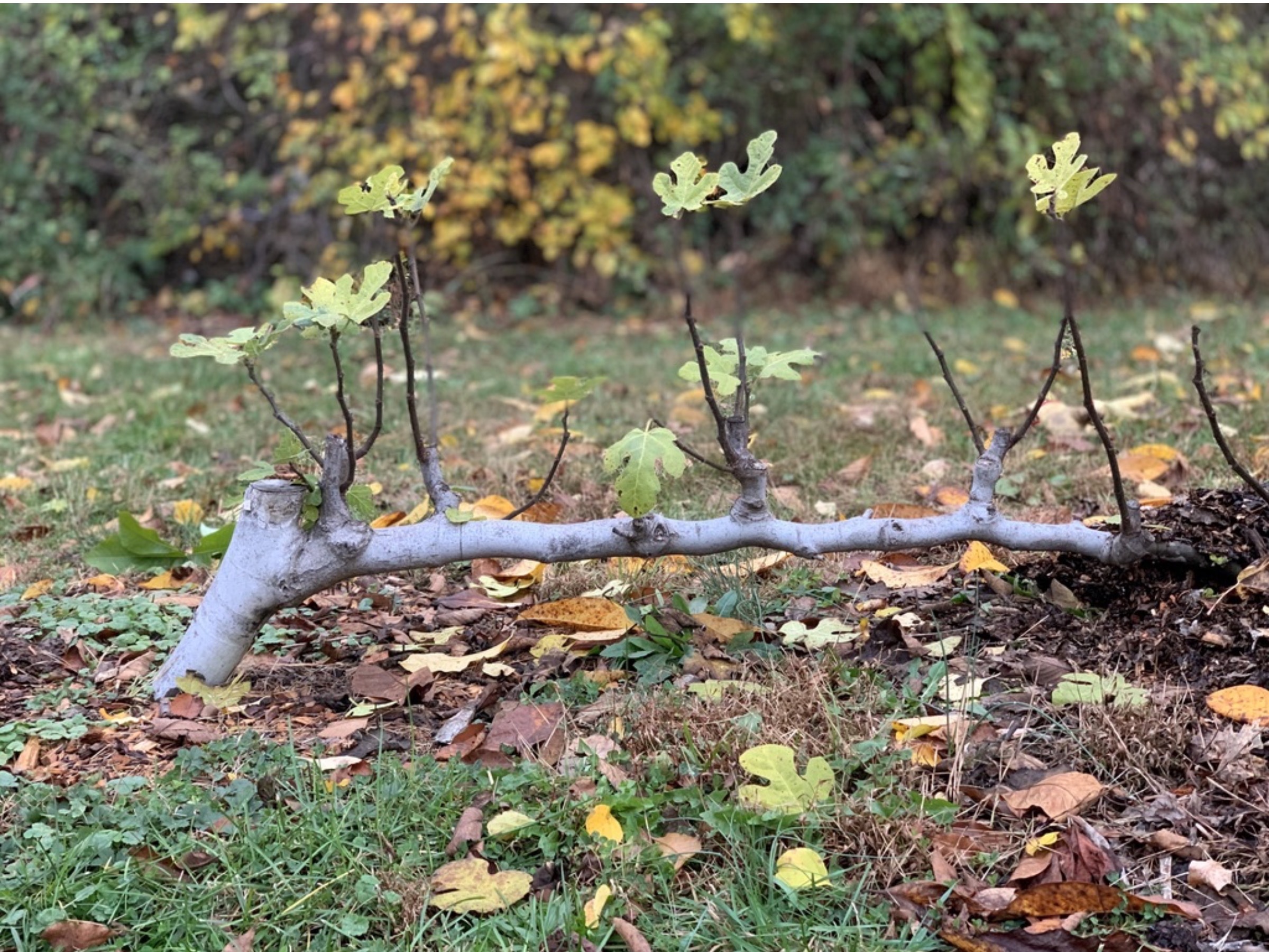 Earlier version of outdoor, espalier fig