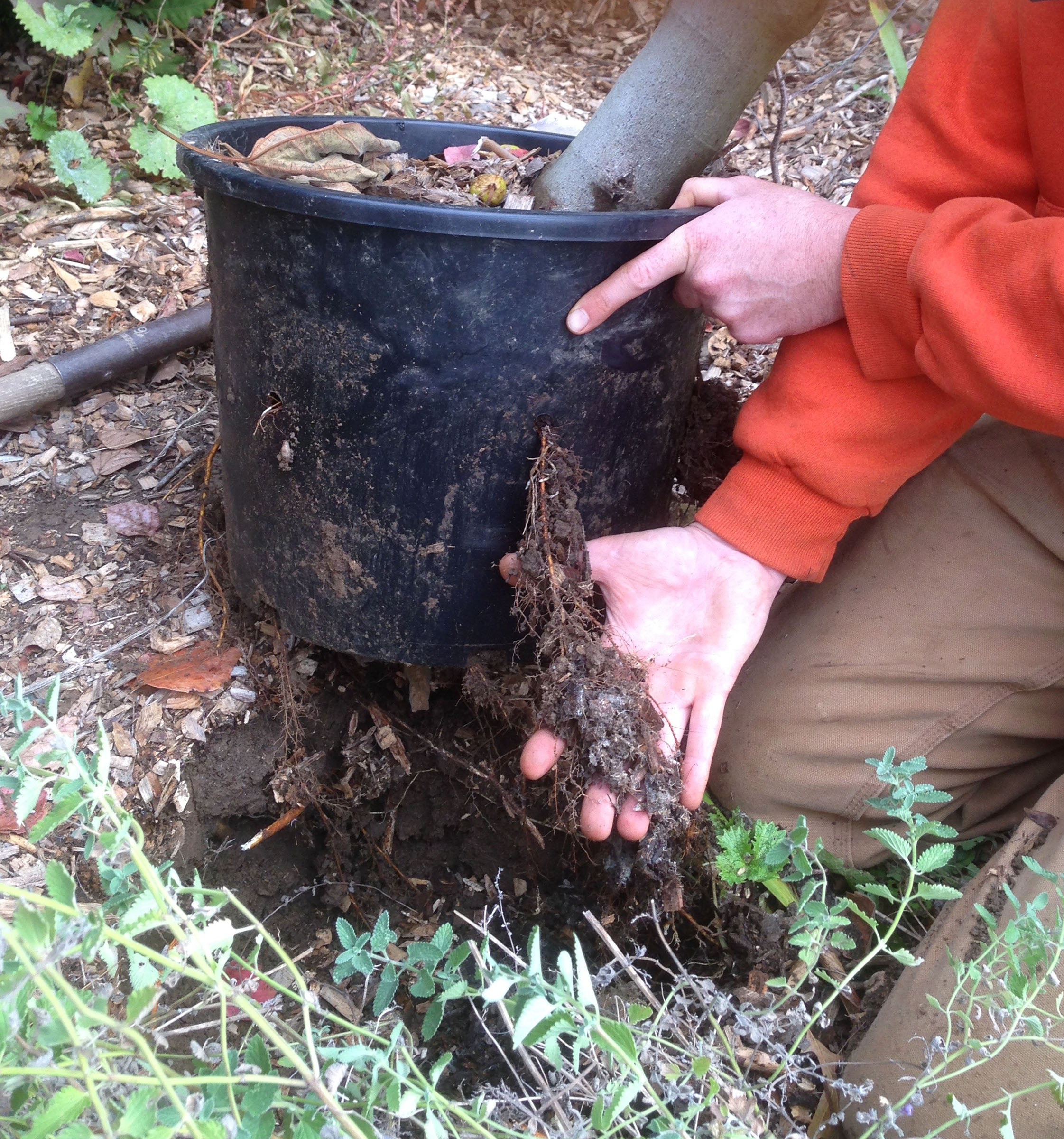 Potted fig lifted out of ground for winter storage