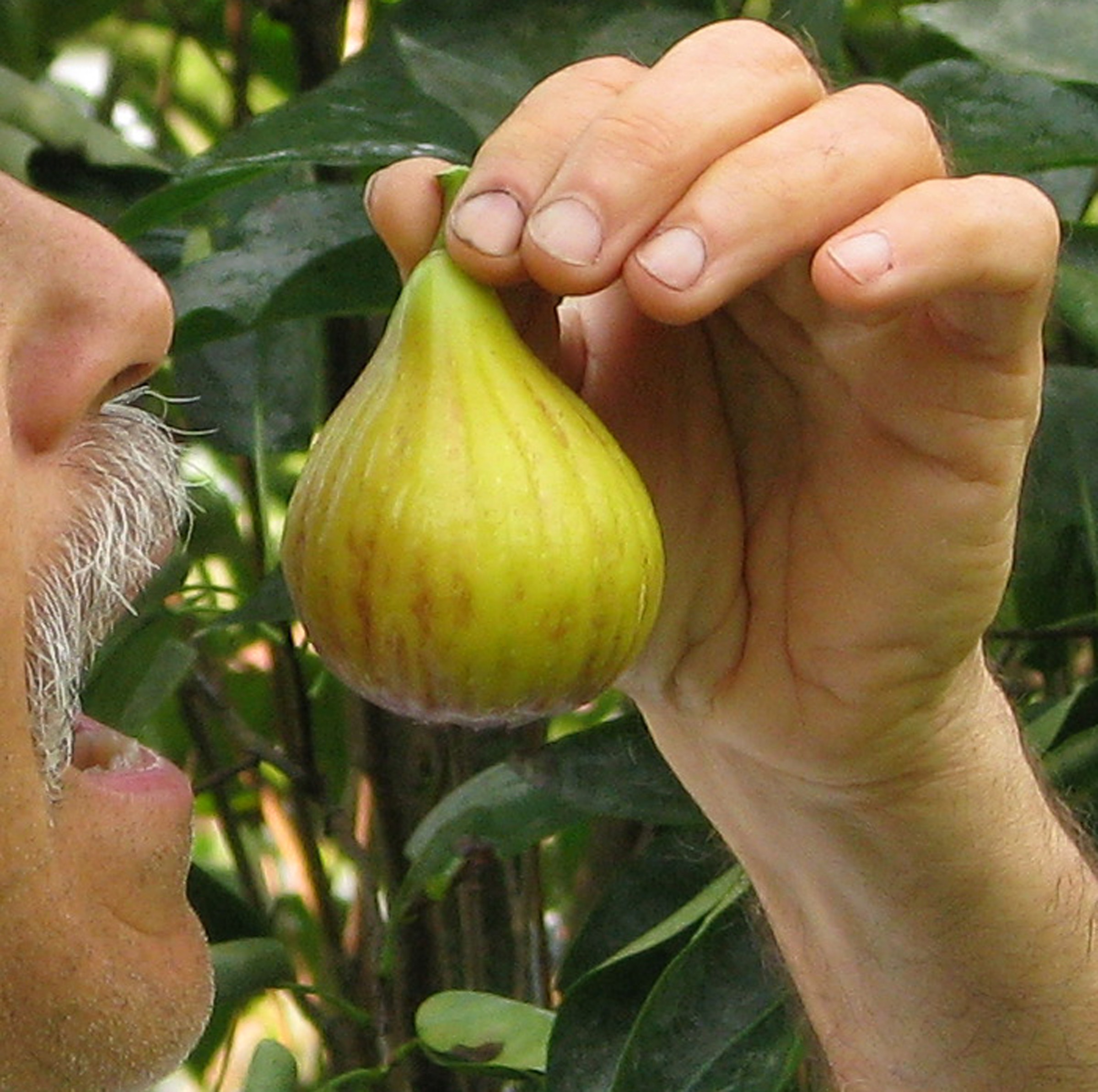 Eating San Piero fig