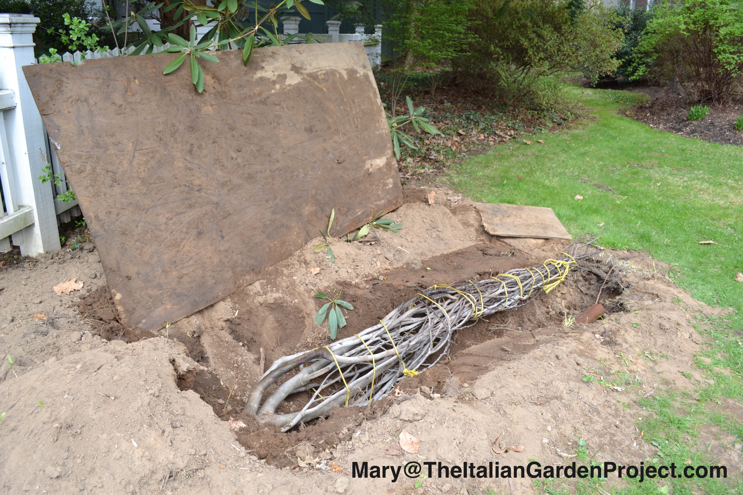 Fig stems (not mine) buried
