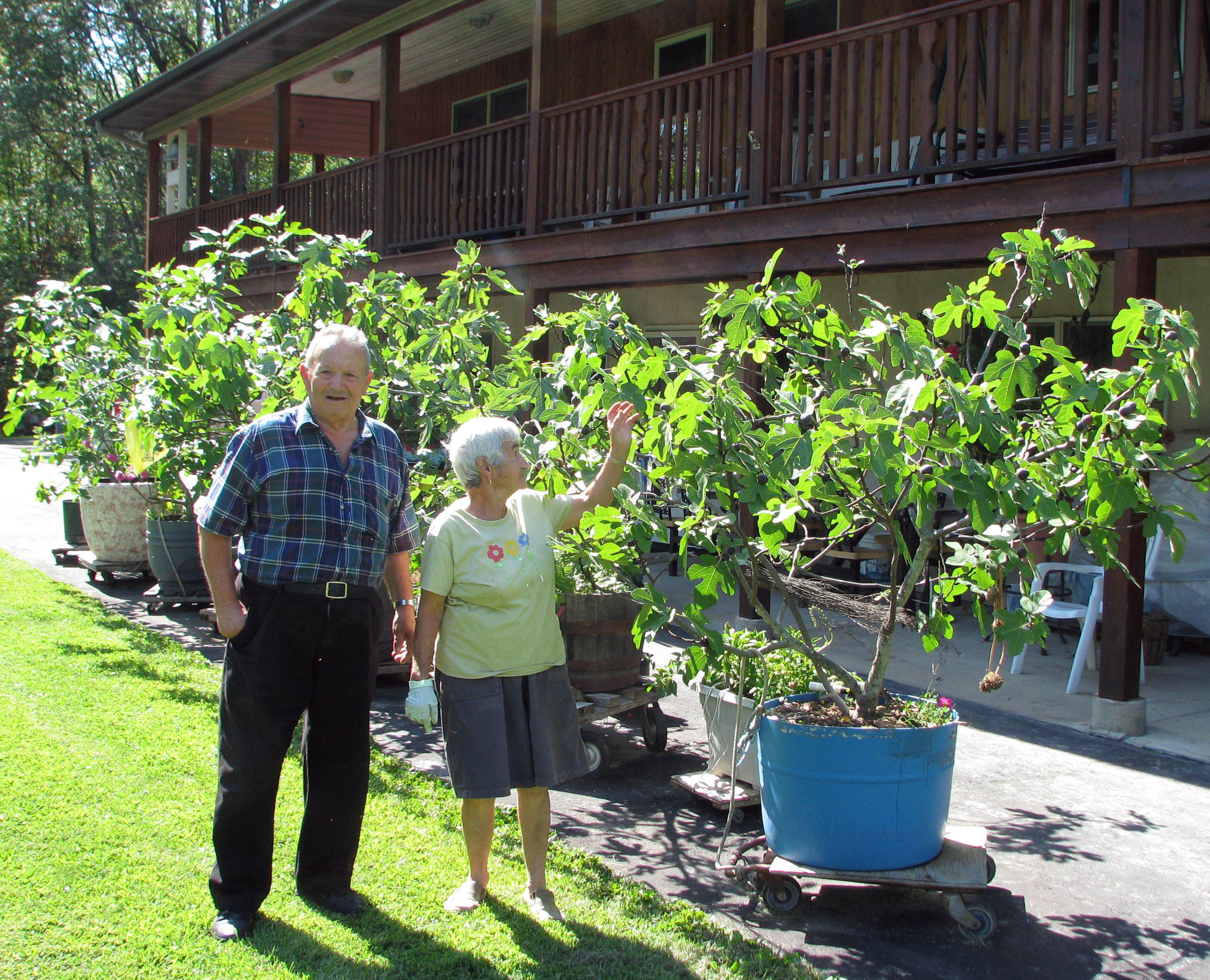 Large fig plants on wheels