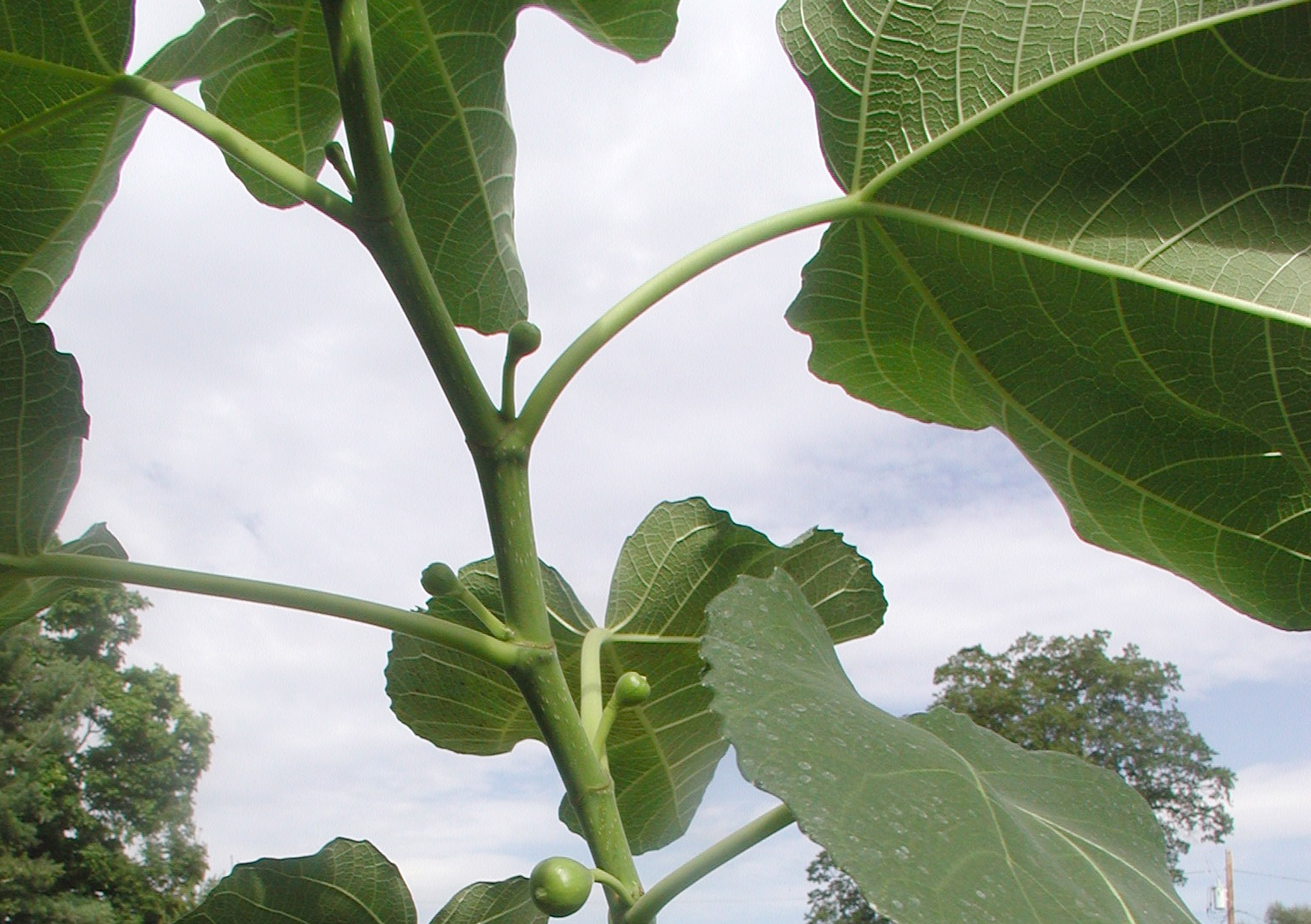 Young fig shoot with fruits forming