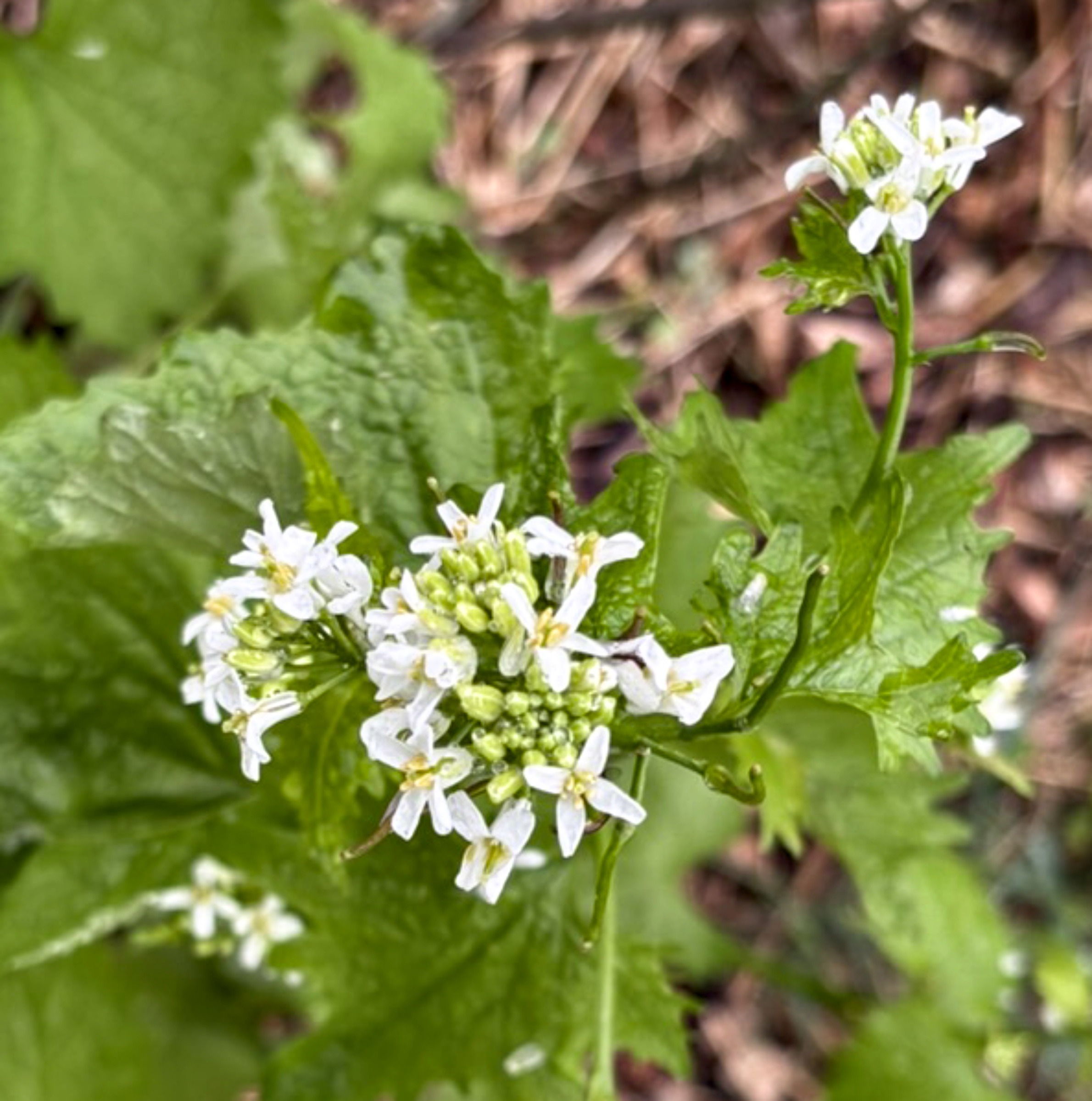 Galric mustard flower