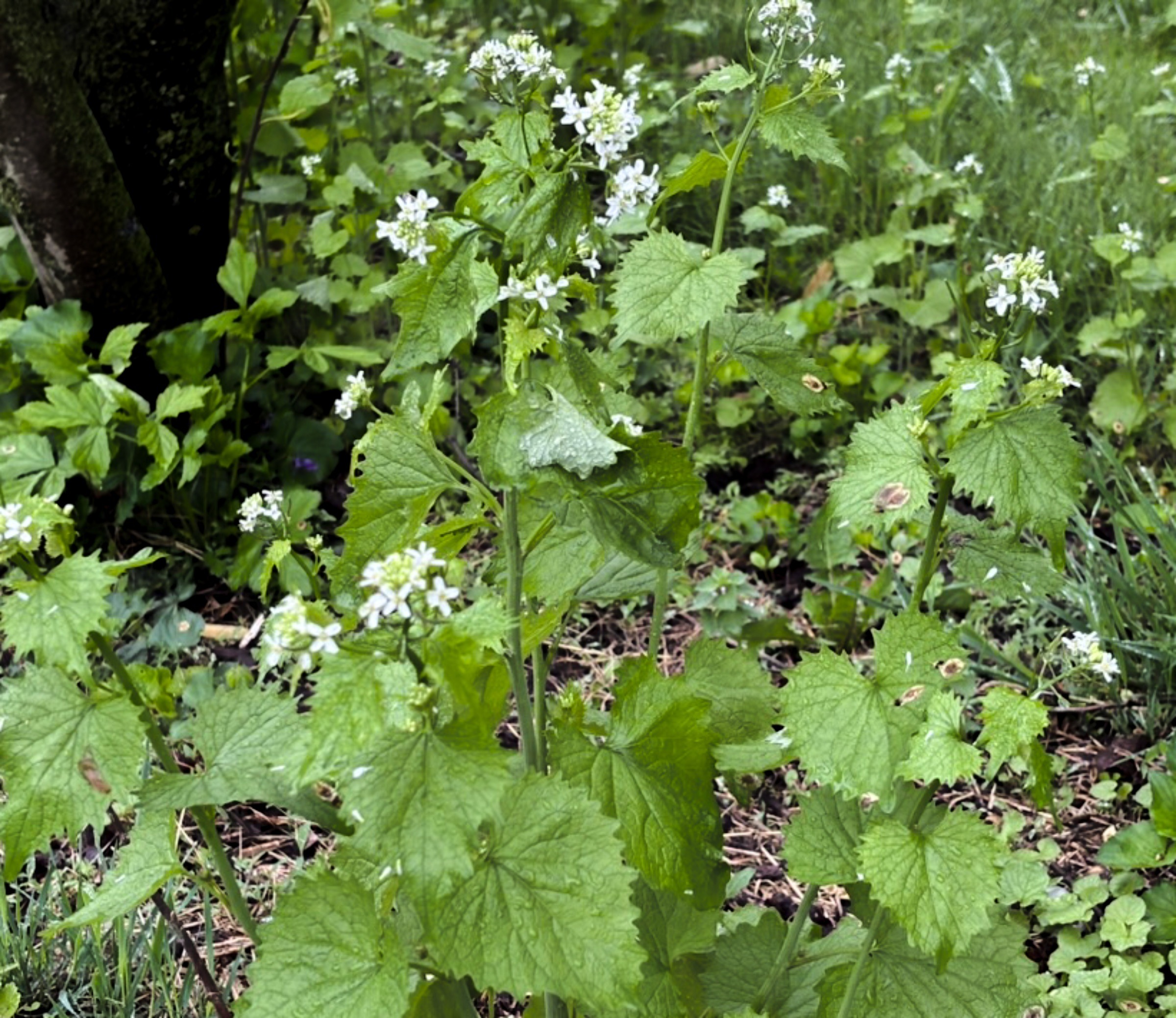 Garlic mustard