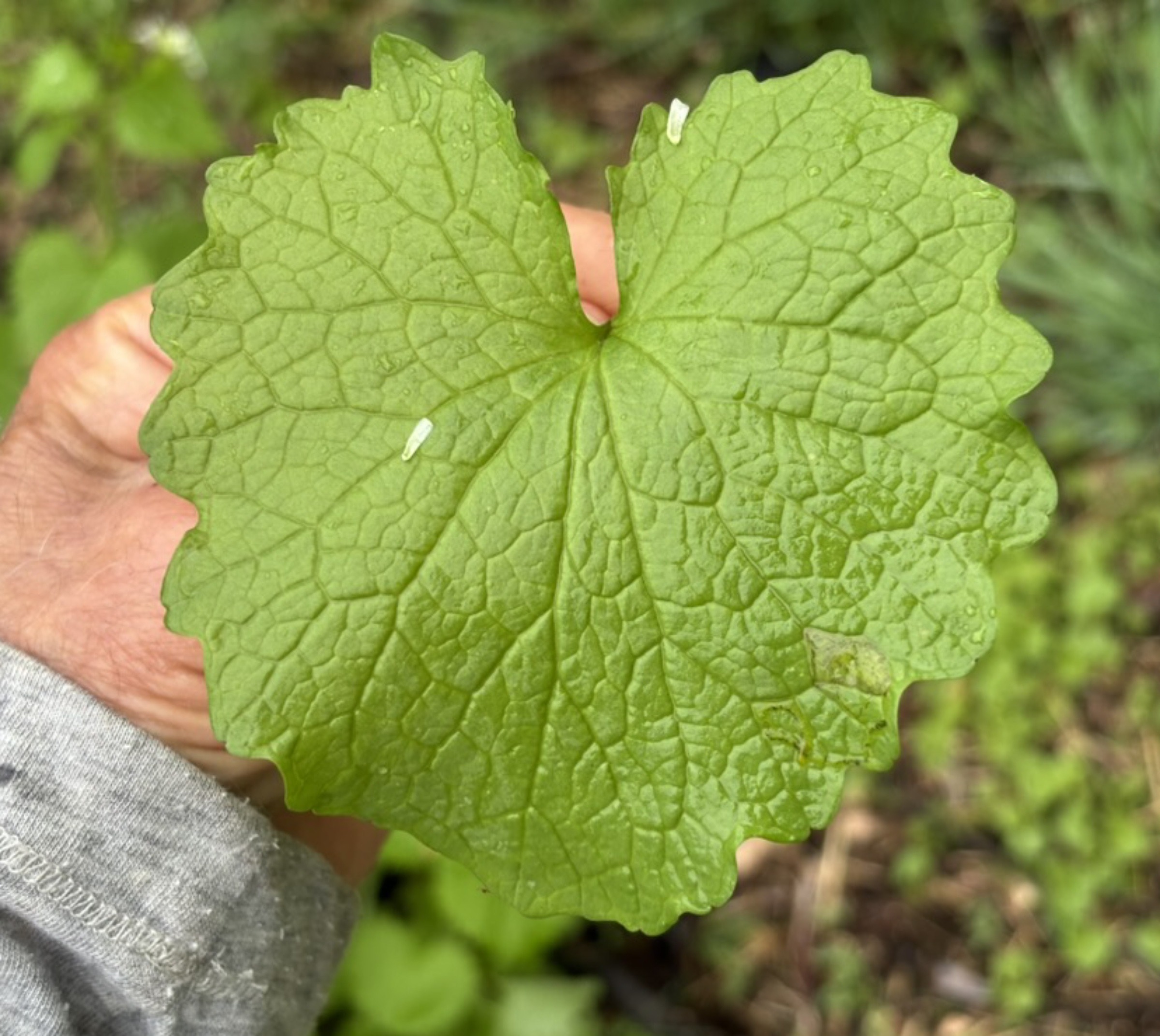 Garlic mustard leaf