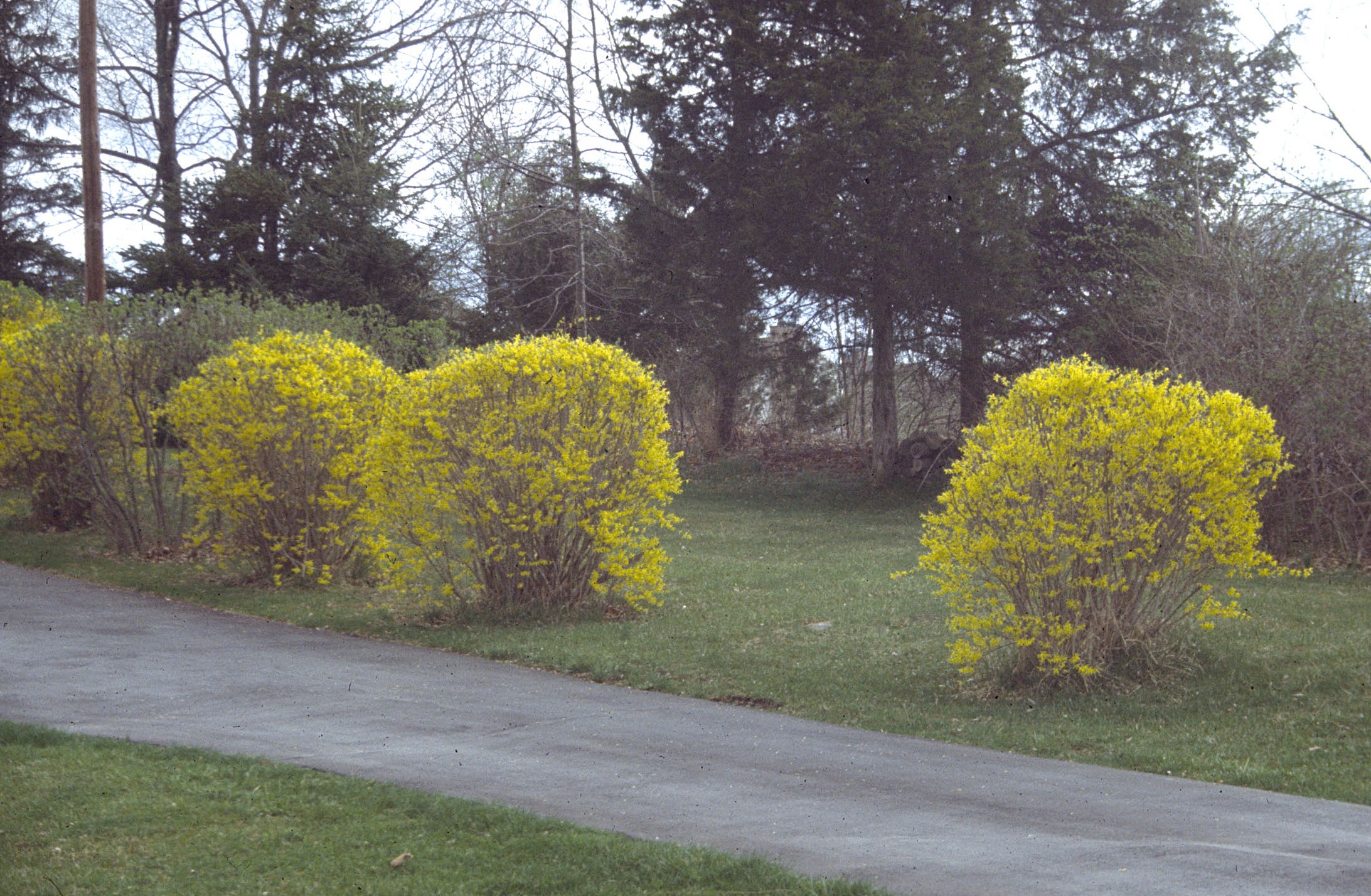 Forsythia spheres
