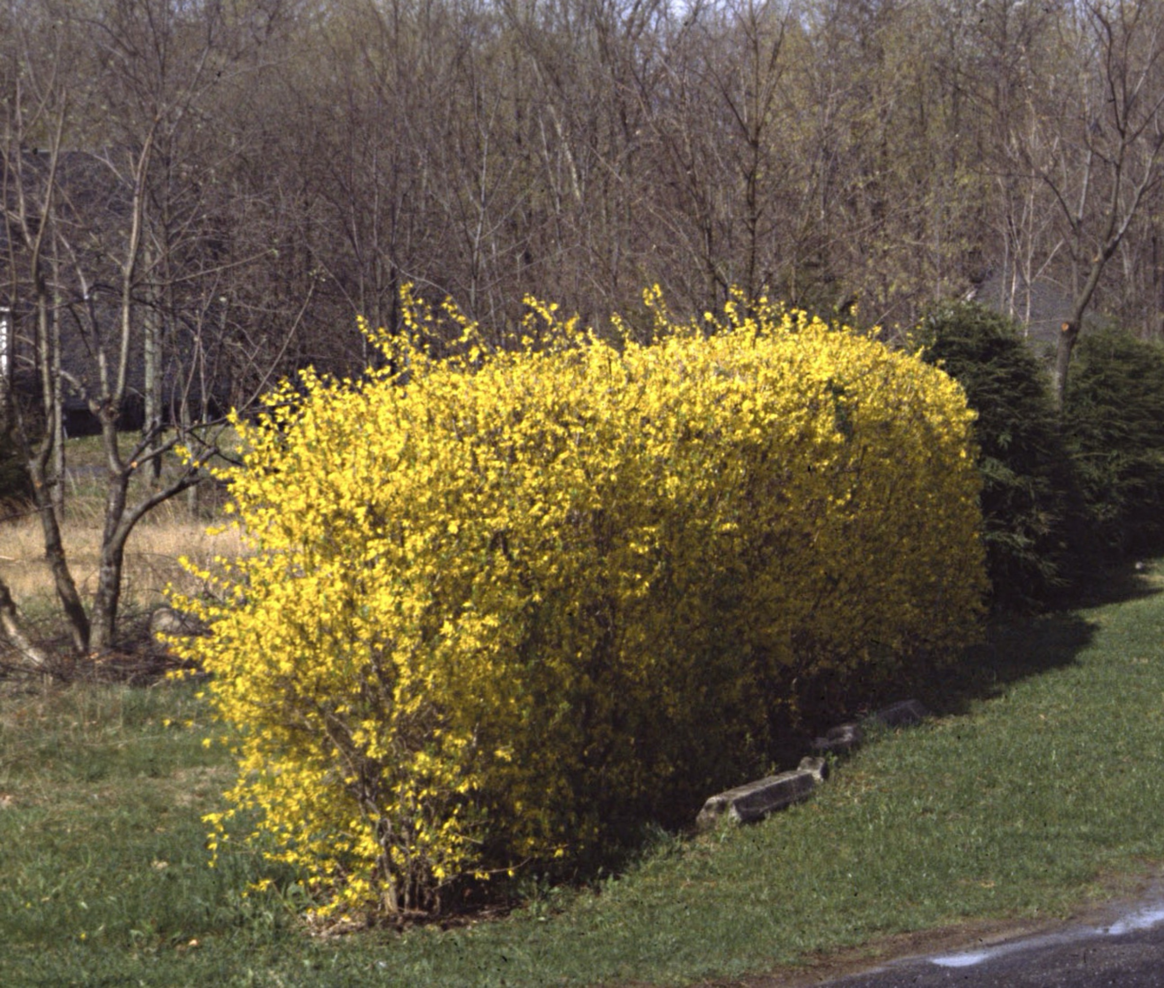 Forsythia, trimmed hedge