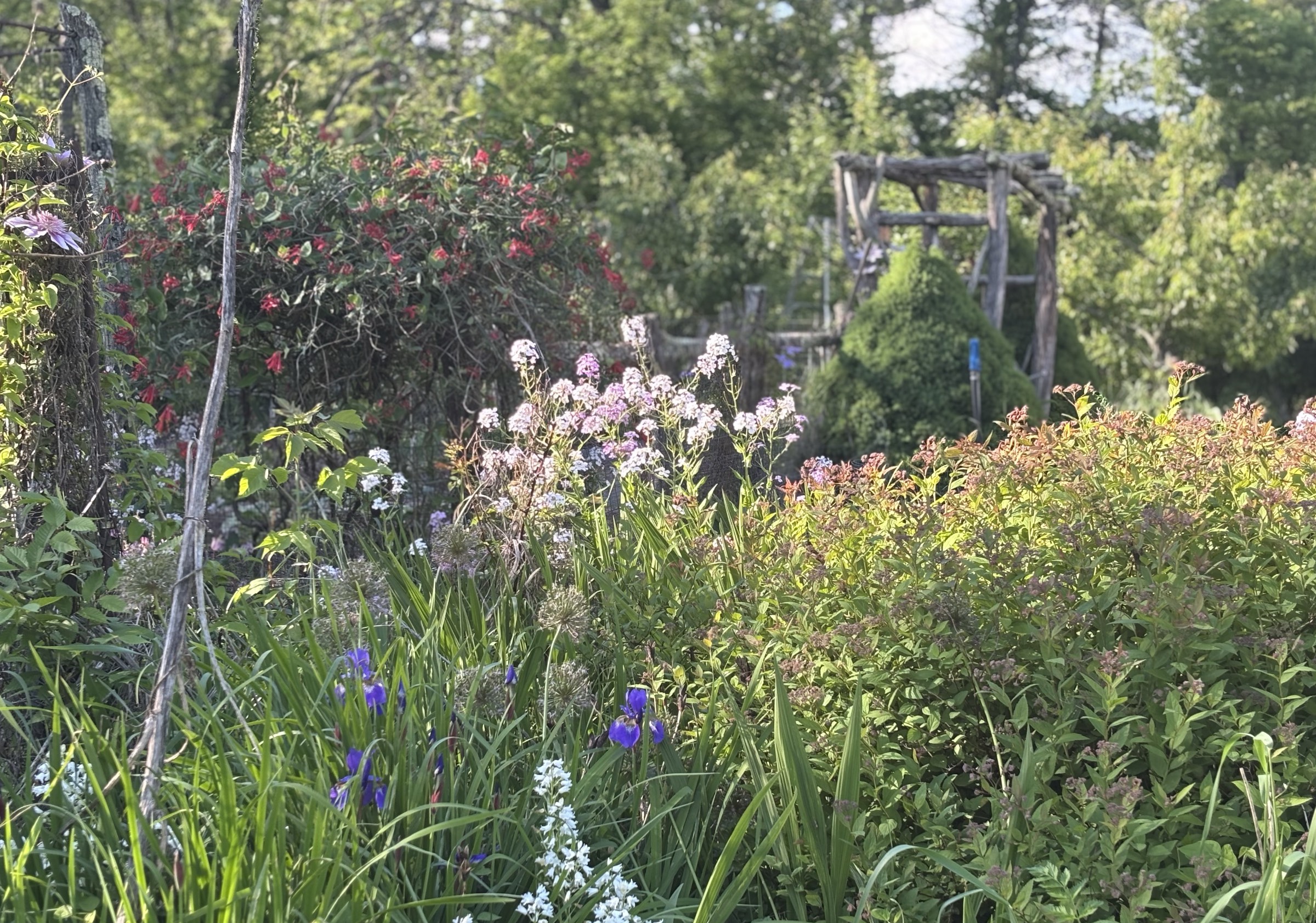 Dame's rocket in my garden