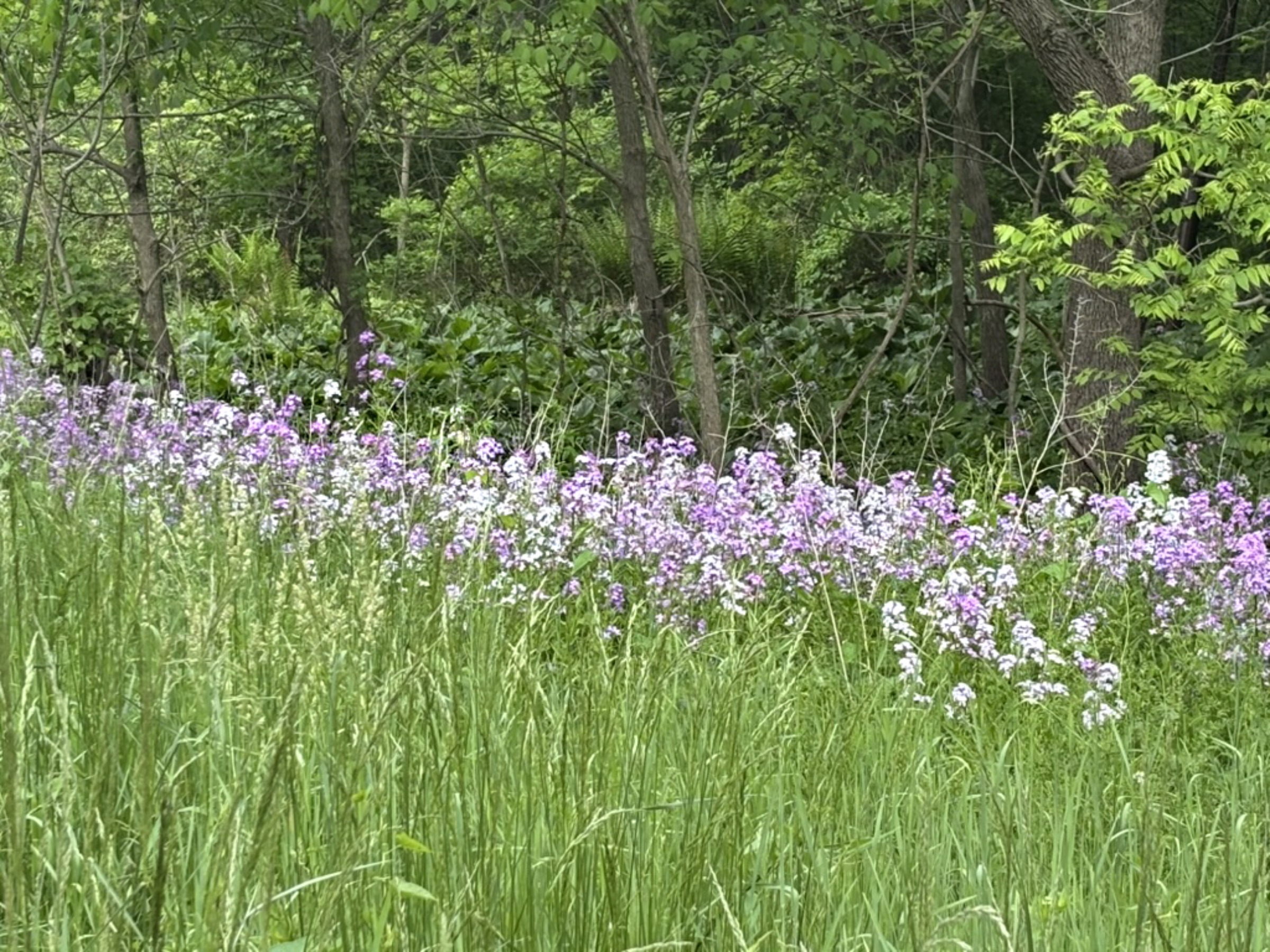 Dame's rocket in the wild