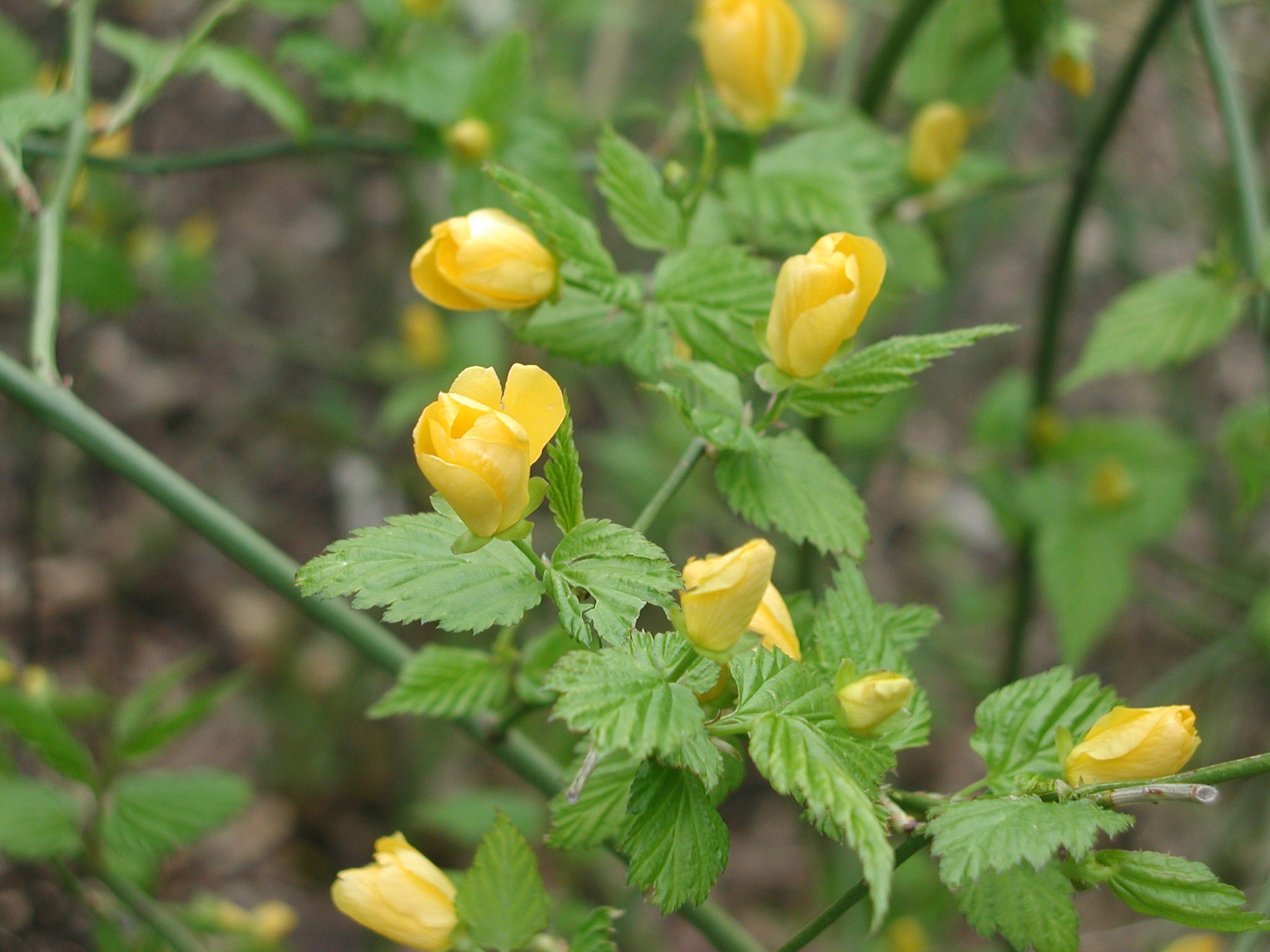 Kerria blossoms; cut the stems to ground level right after flowering