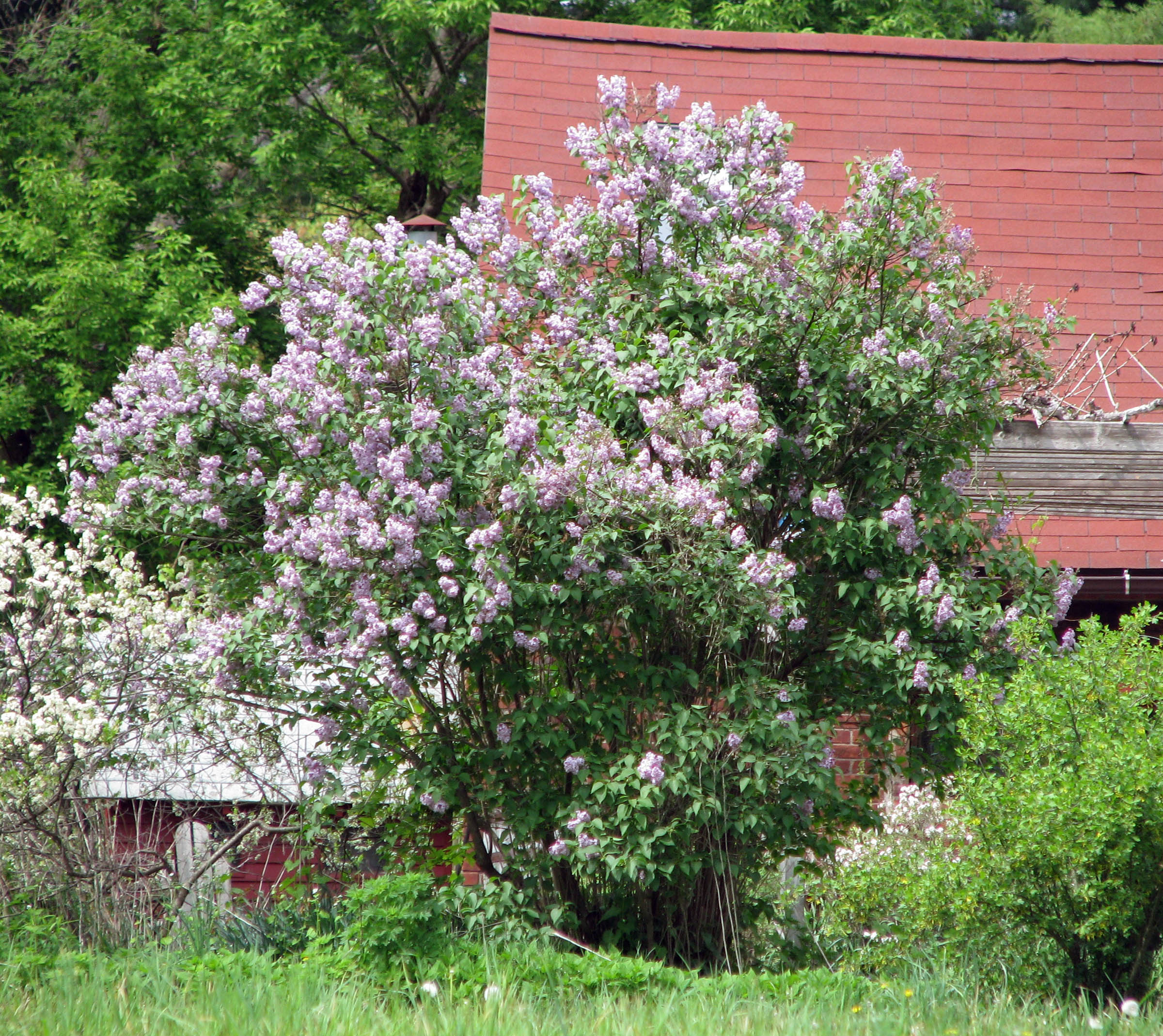 Lilac before its annual pruning