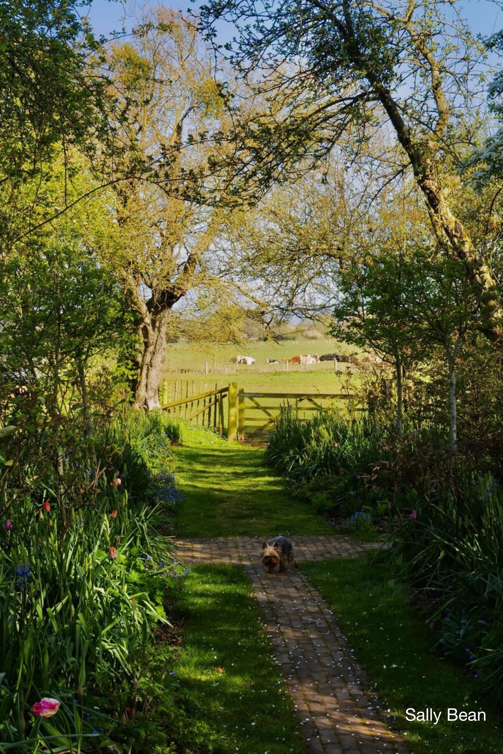 Meadow with gate and, beyond, cows