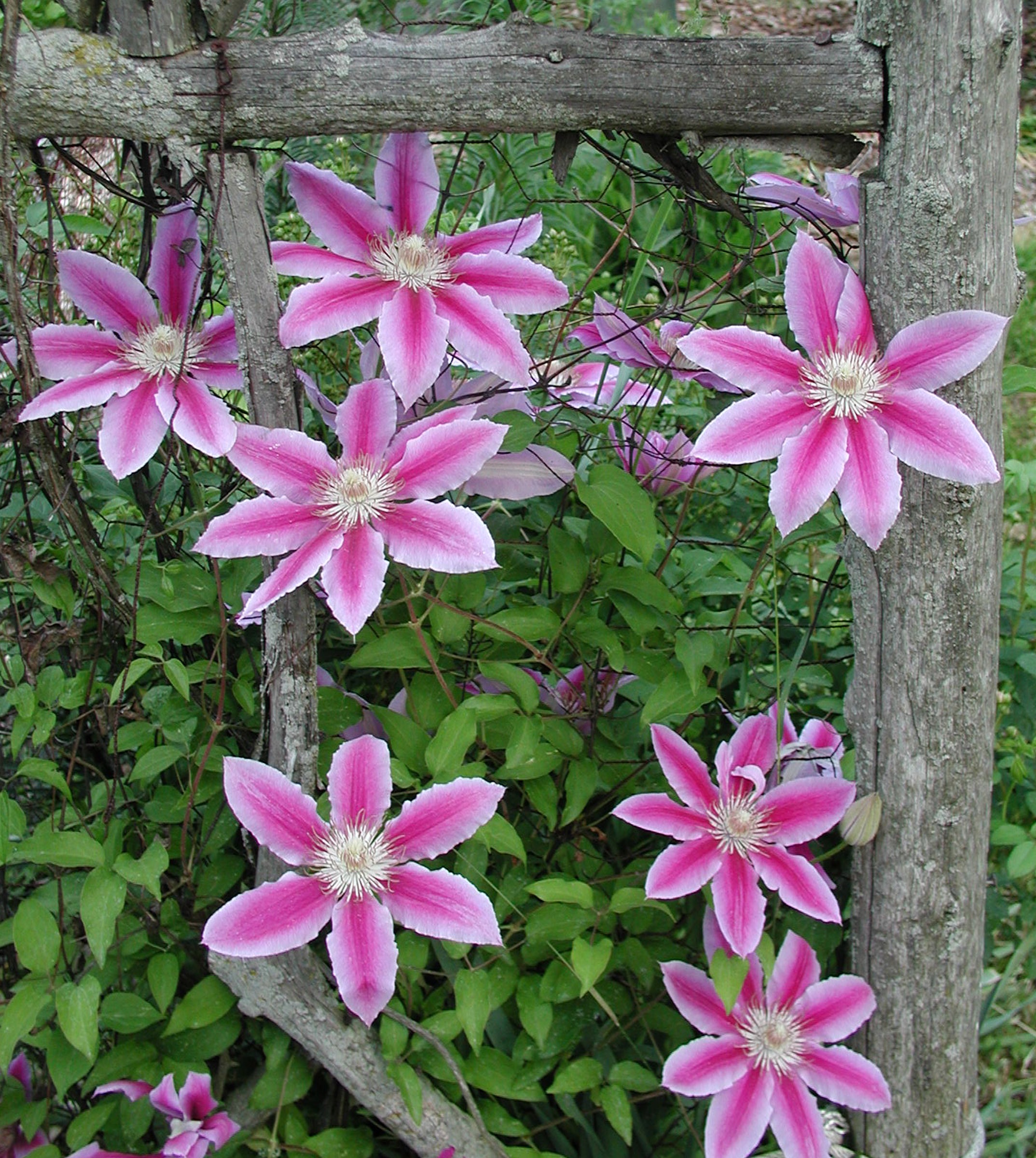 Nellie Moser clematis
