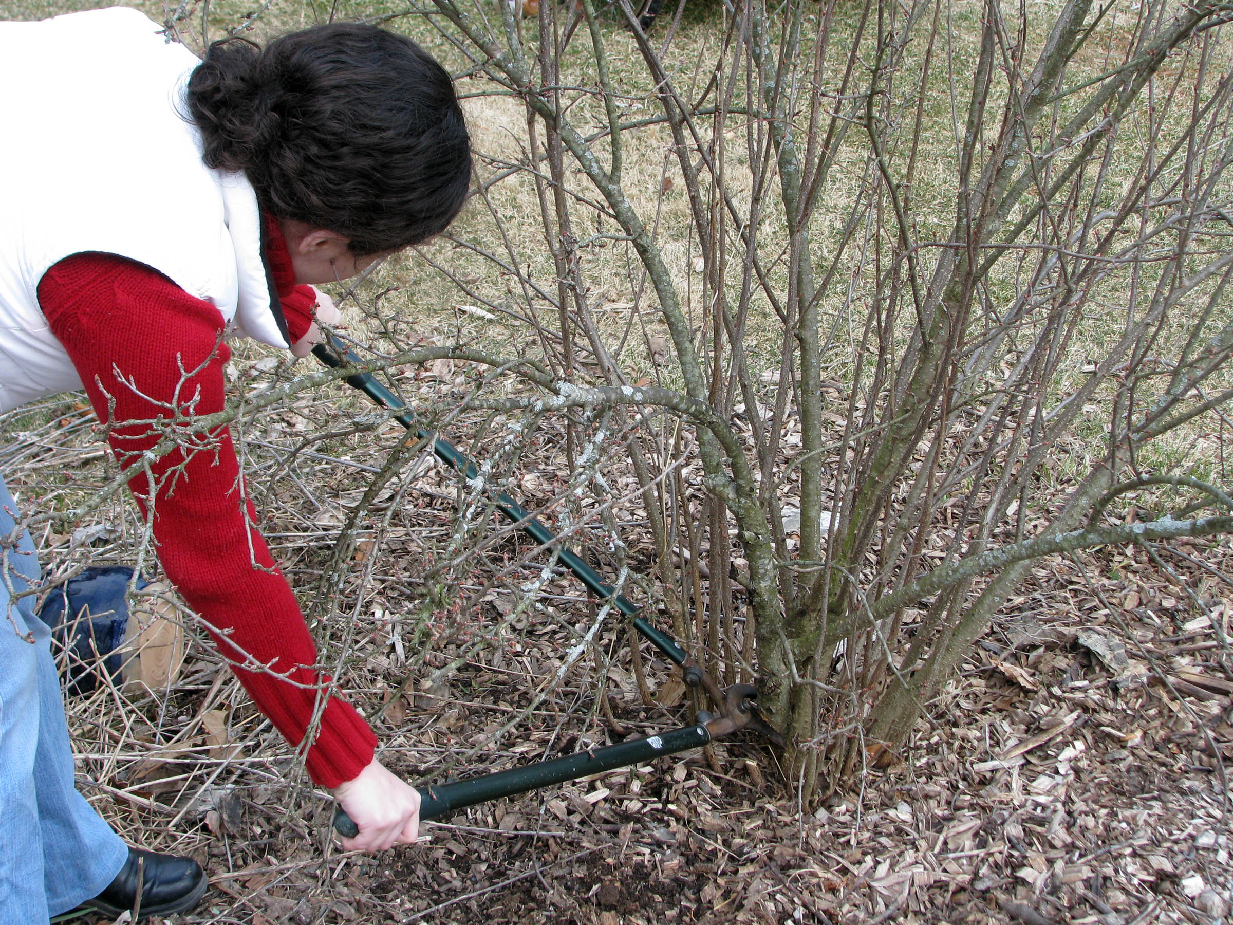 Pruning oldest stems from shrub