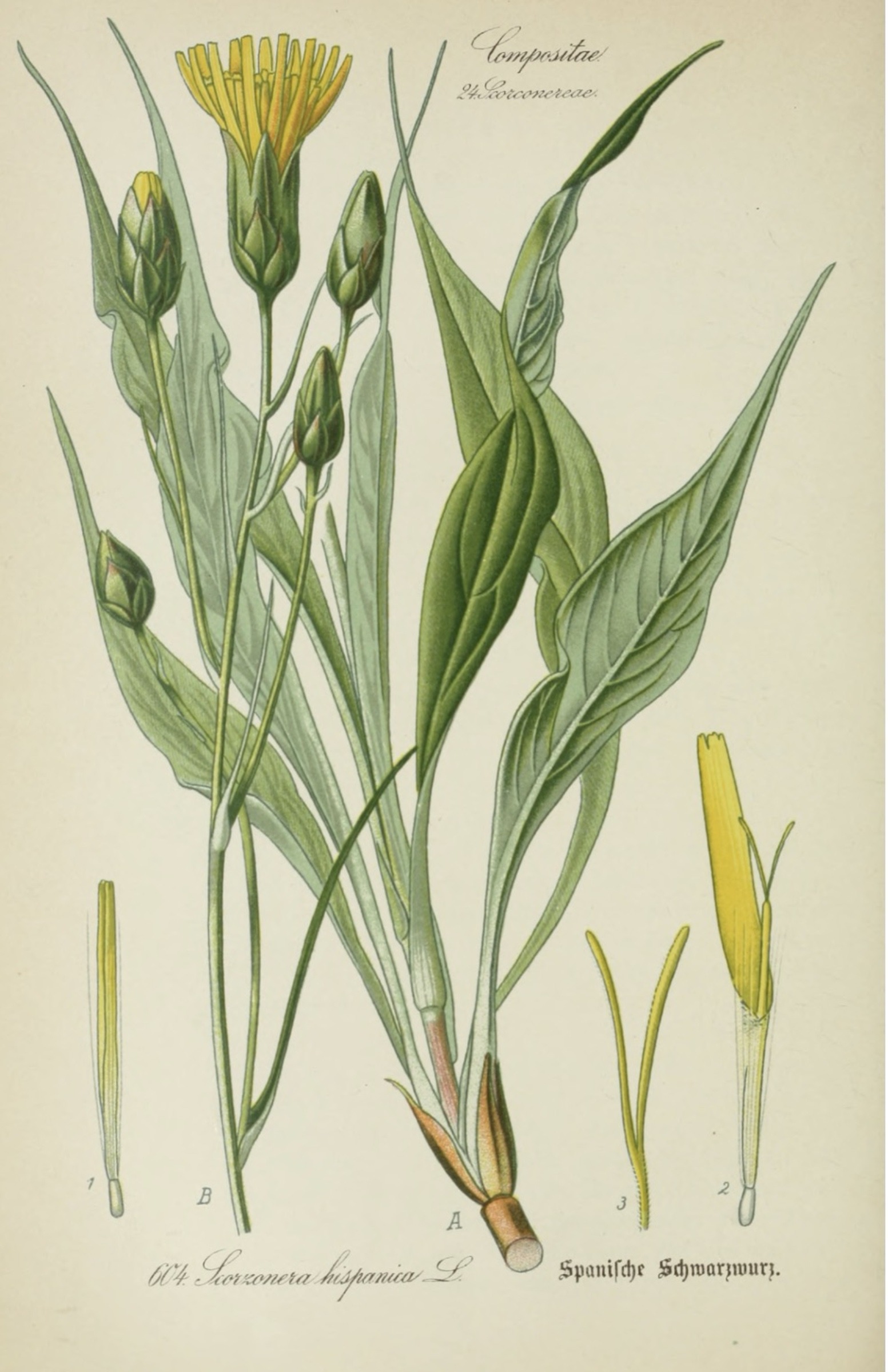 Illustration of salsify plant in flower