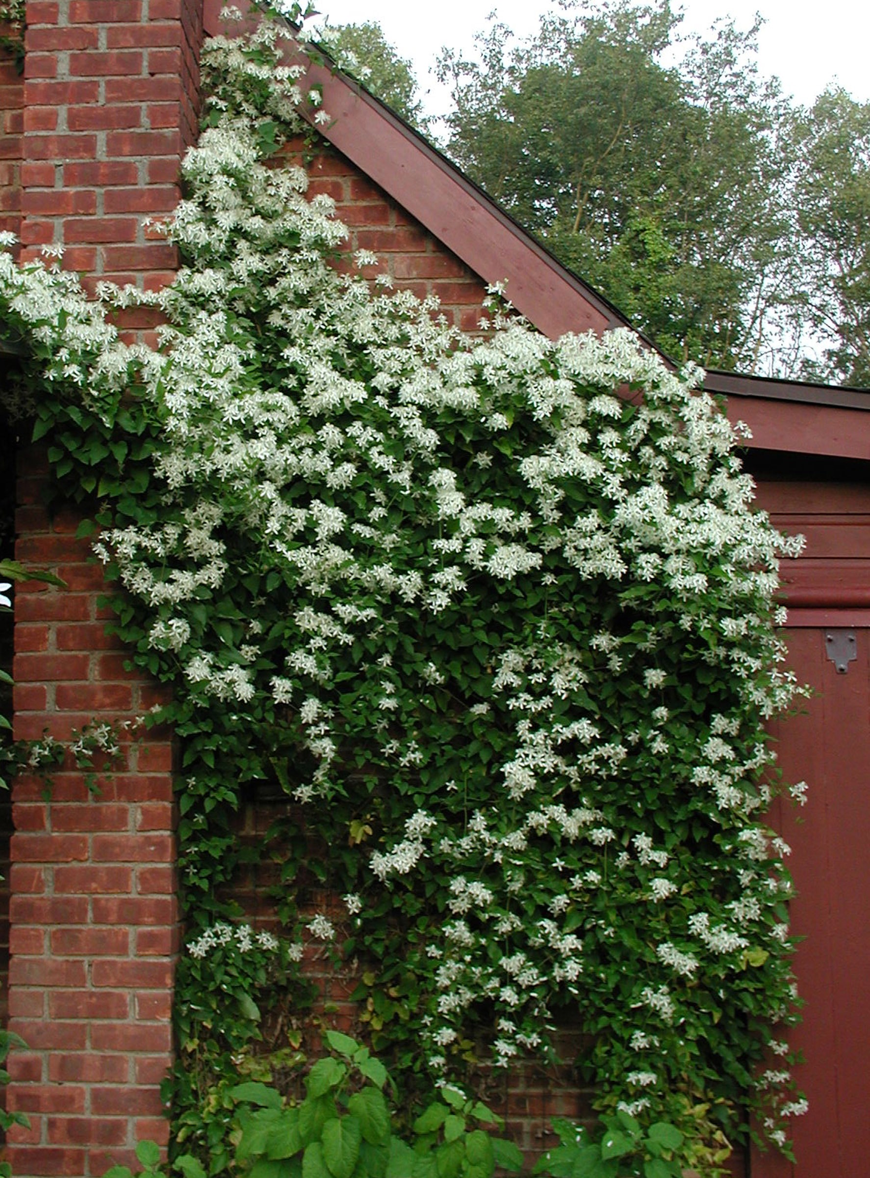 Sweet autumn clematis