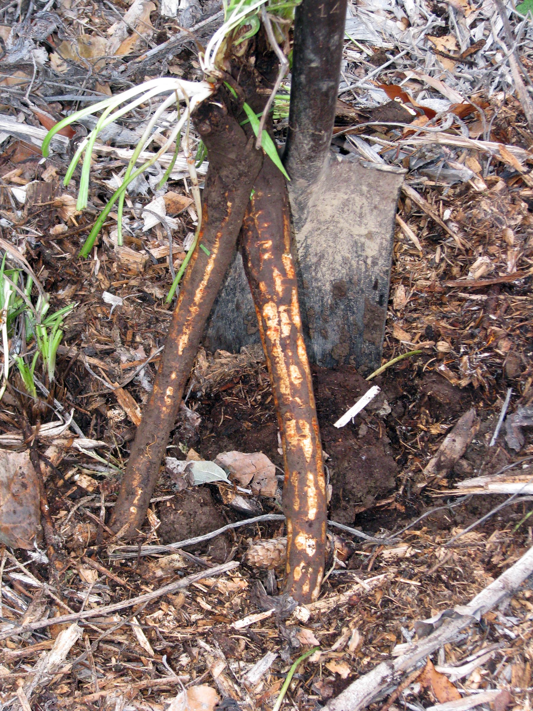 Salsify roots