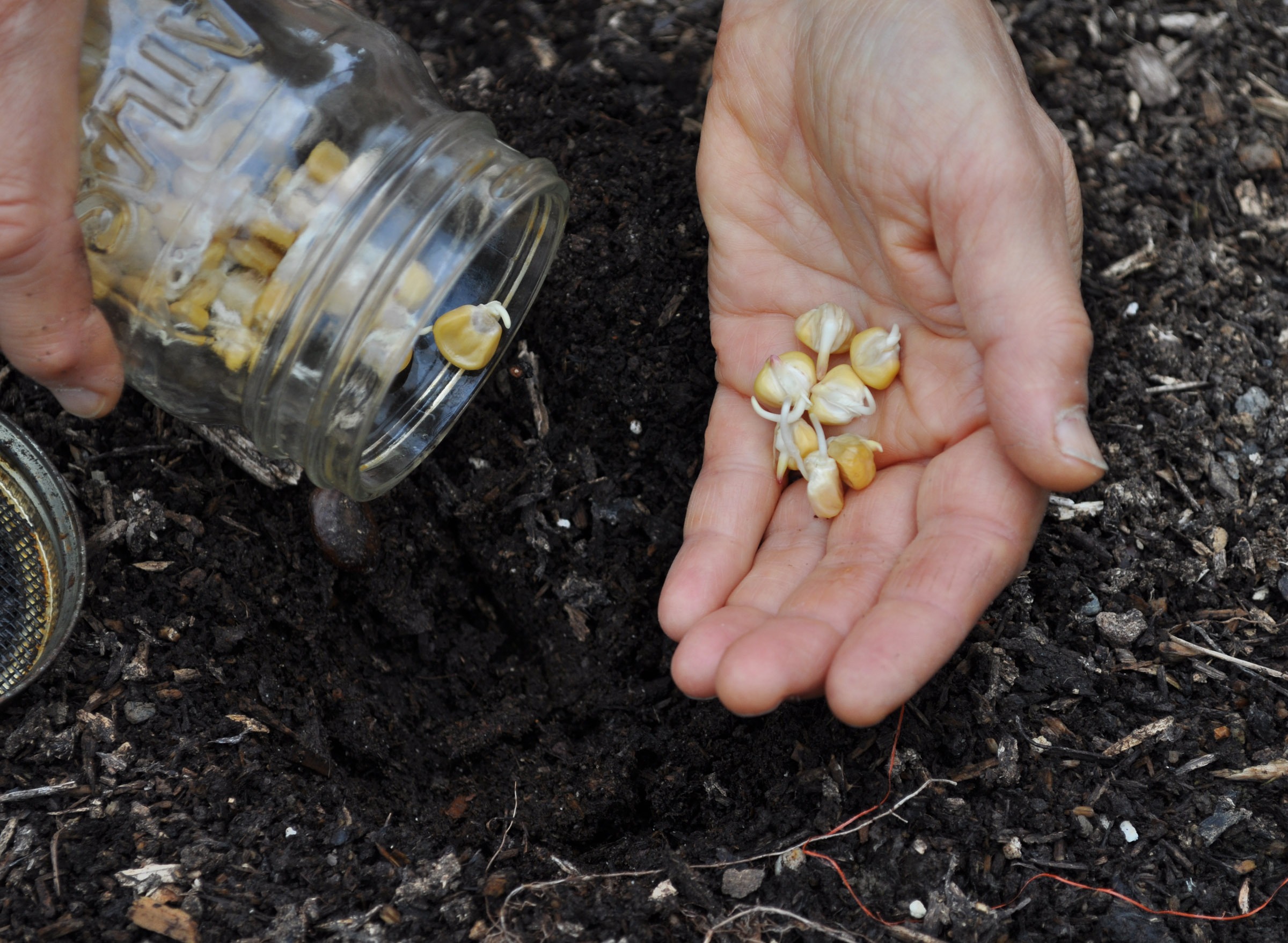 Planting pre-sprouted corn 