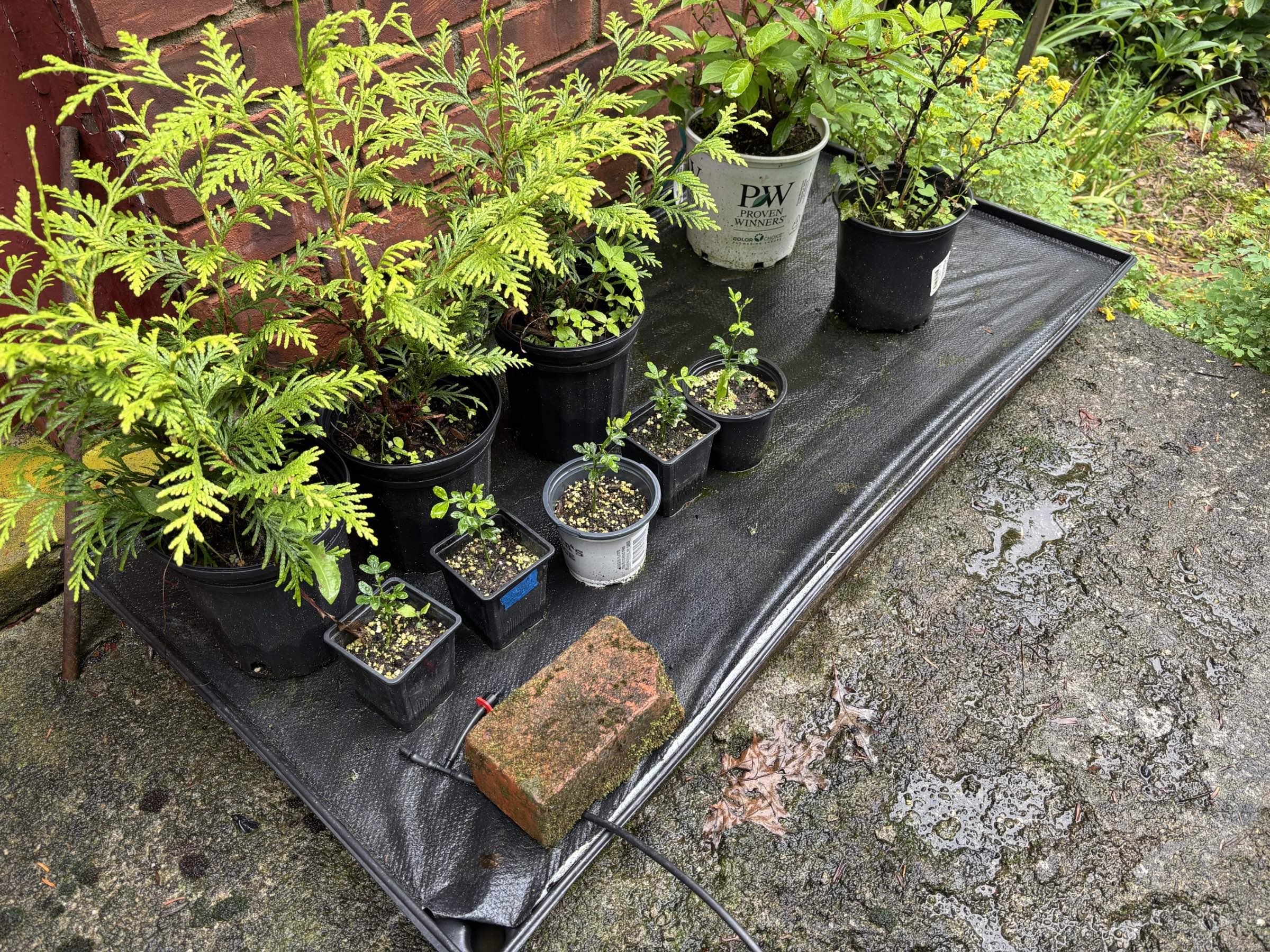 Capillary watering