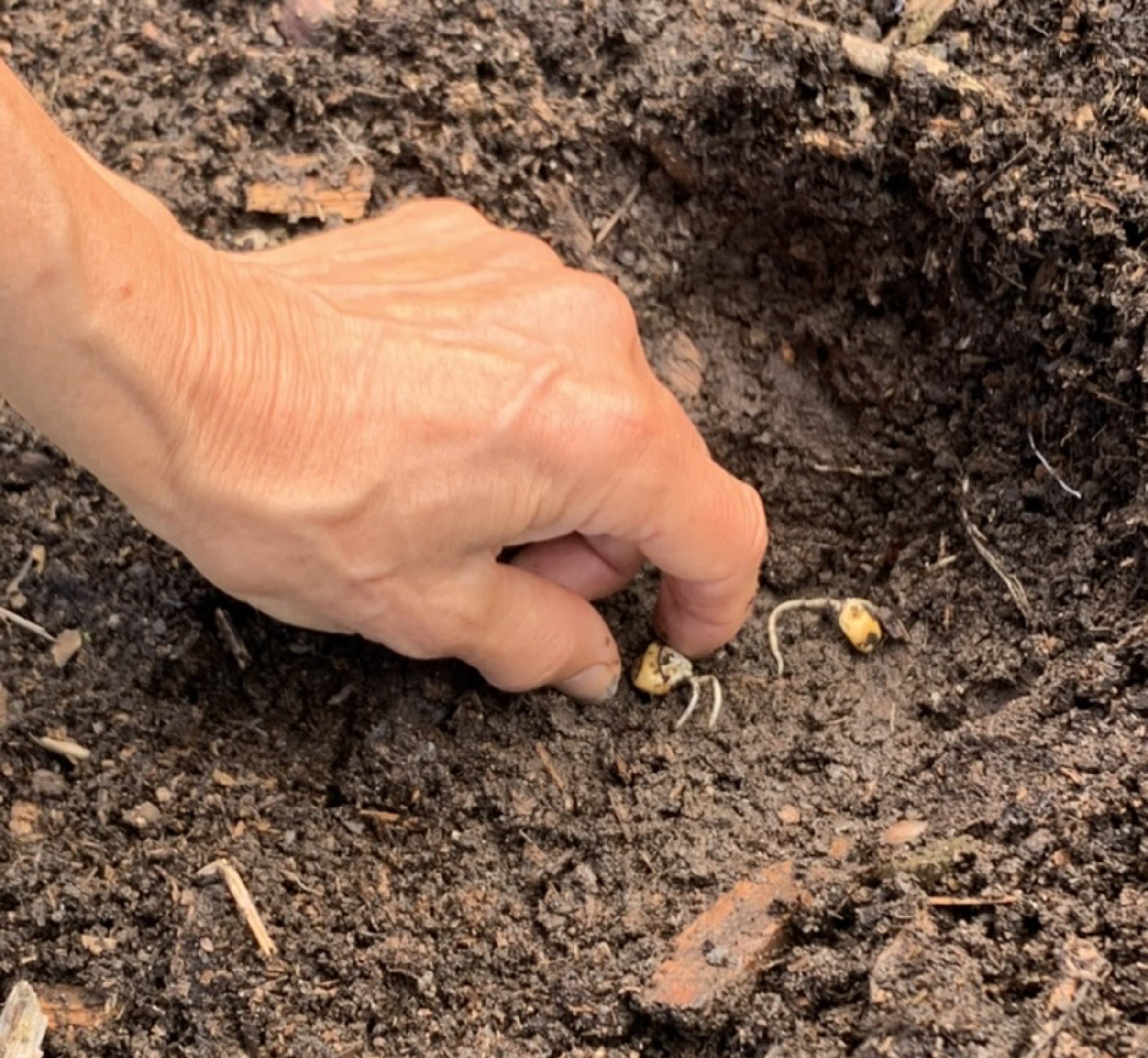 Corn, planting sprouted seed