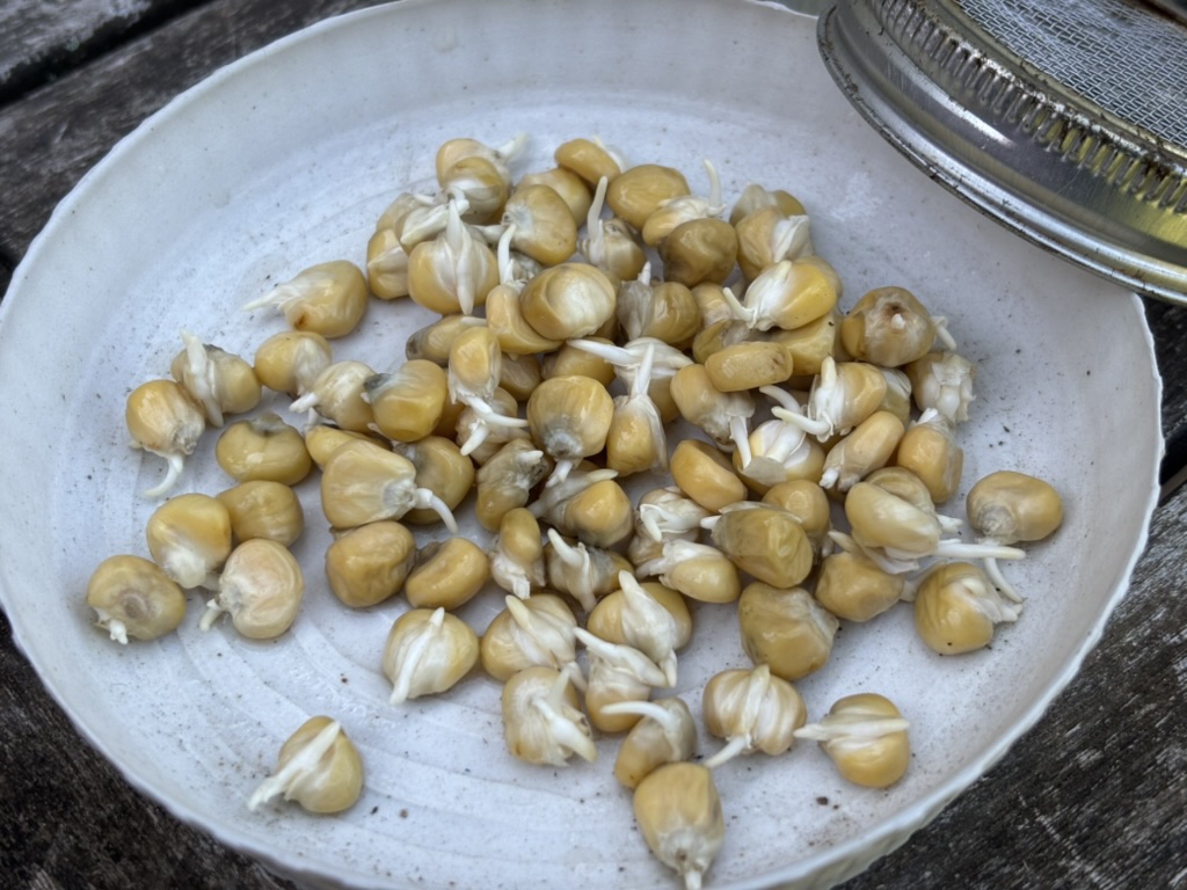 Corn ready for planting