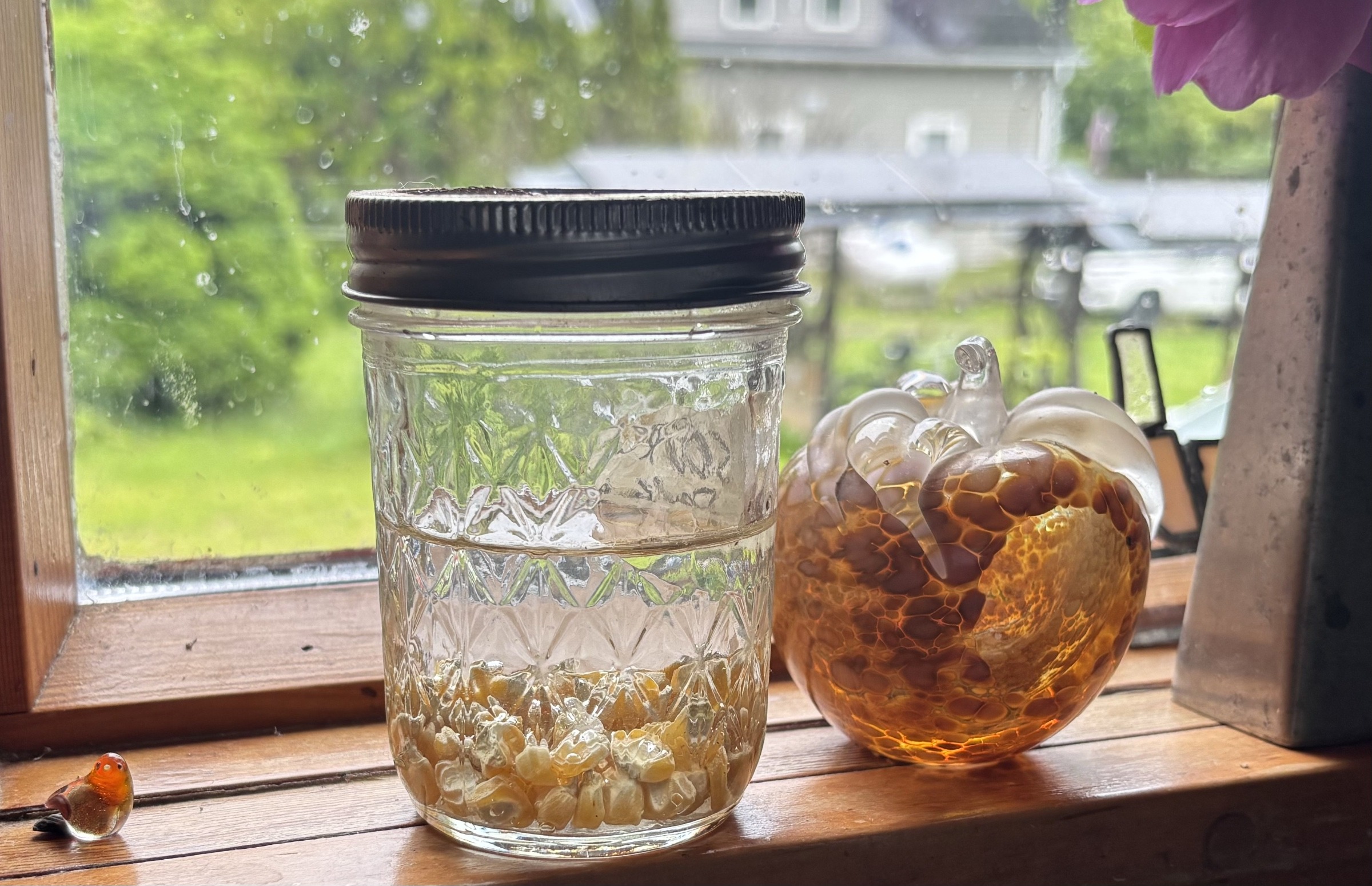 Corn seed soaking before sprouting