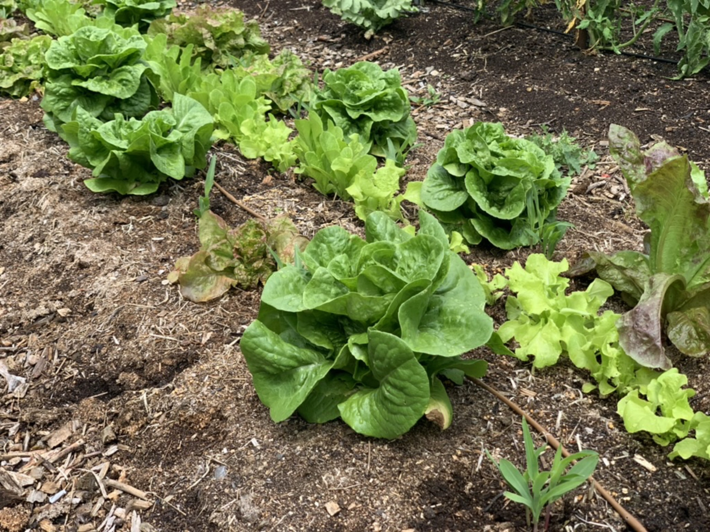 Corn and lettuce